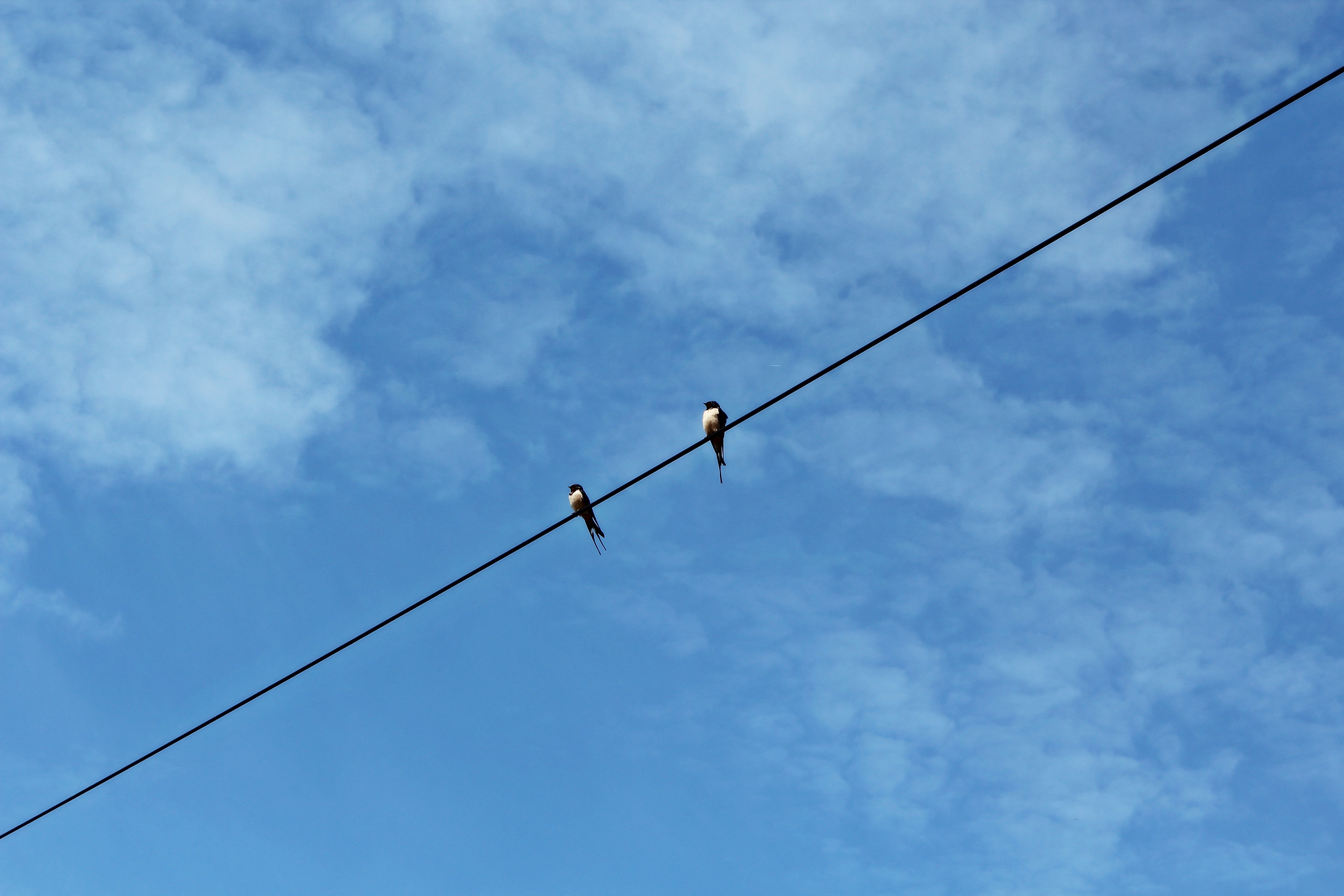 nature, birds, technology, bird, day, power control unschwalben, electricity, black, two, lines, blue, low angle view, swallows, animal wildlife, wire, HD Wallpaper