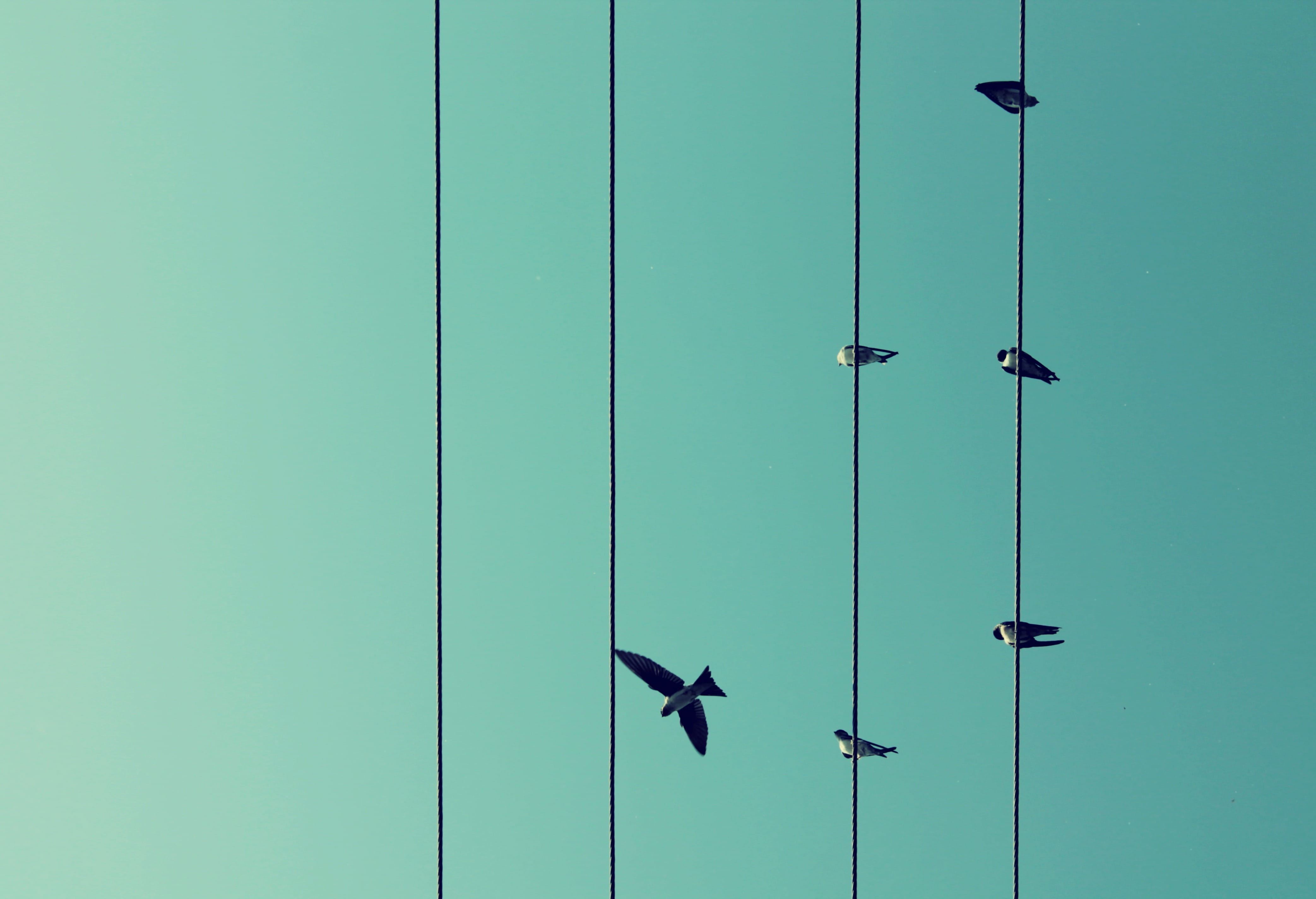 lock, electric, hanging, metal, sunlight, outdoors, nature, wall - building feature, safety, Sky, Wires, blue, day, Birds, Flight, architecture, security, HD Wallpaper