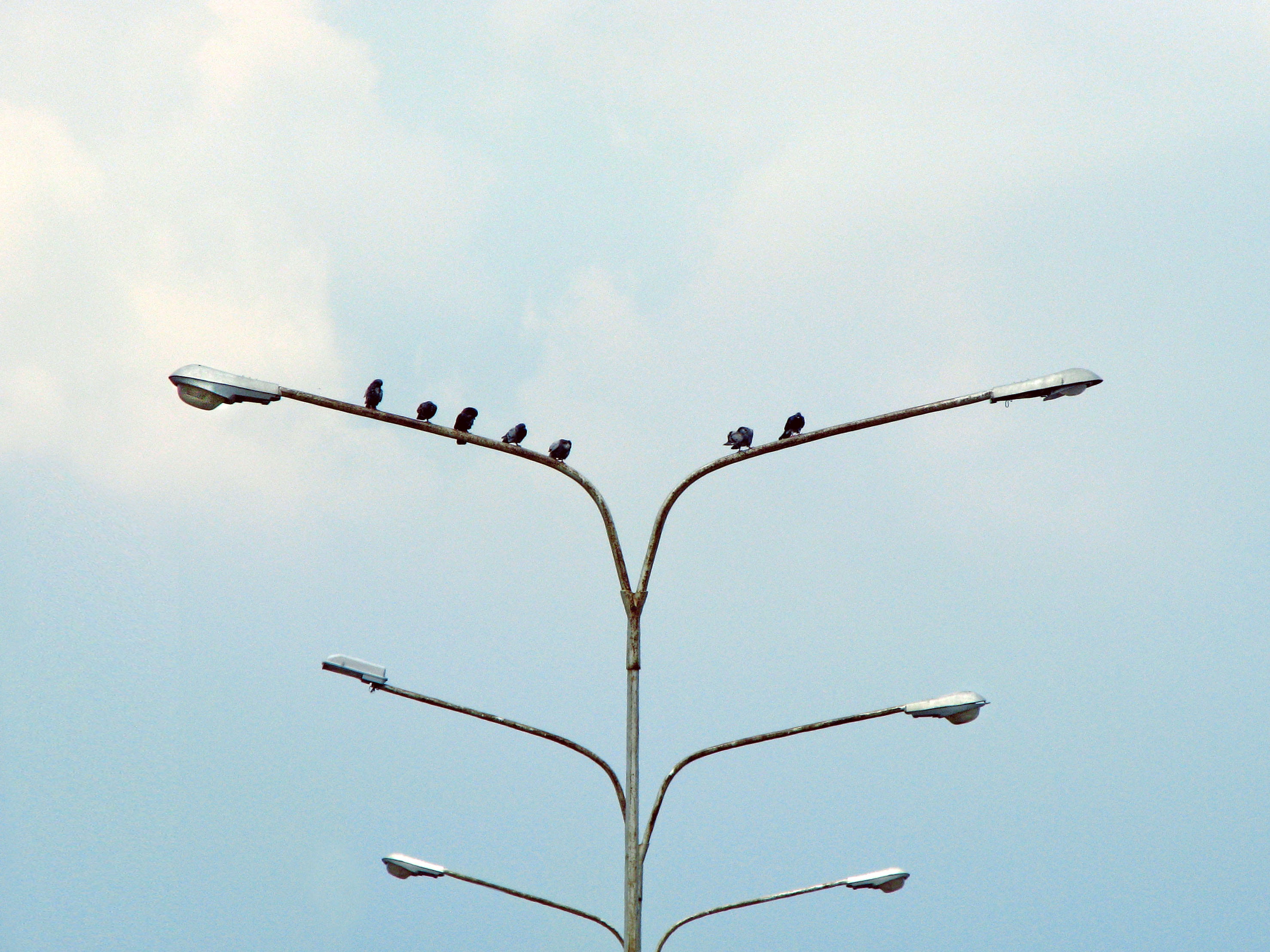 post, minimalism, blue, unbalanced, no people, flying, animal, lamp, flock, sky, outdoors, nature, plant, tree, vertebrate, bird, ominous, group of animals, HD Wallpaper