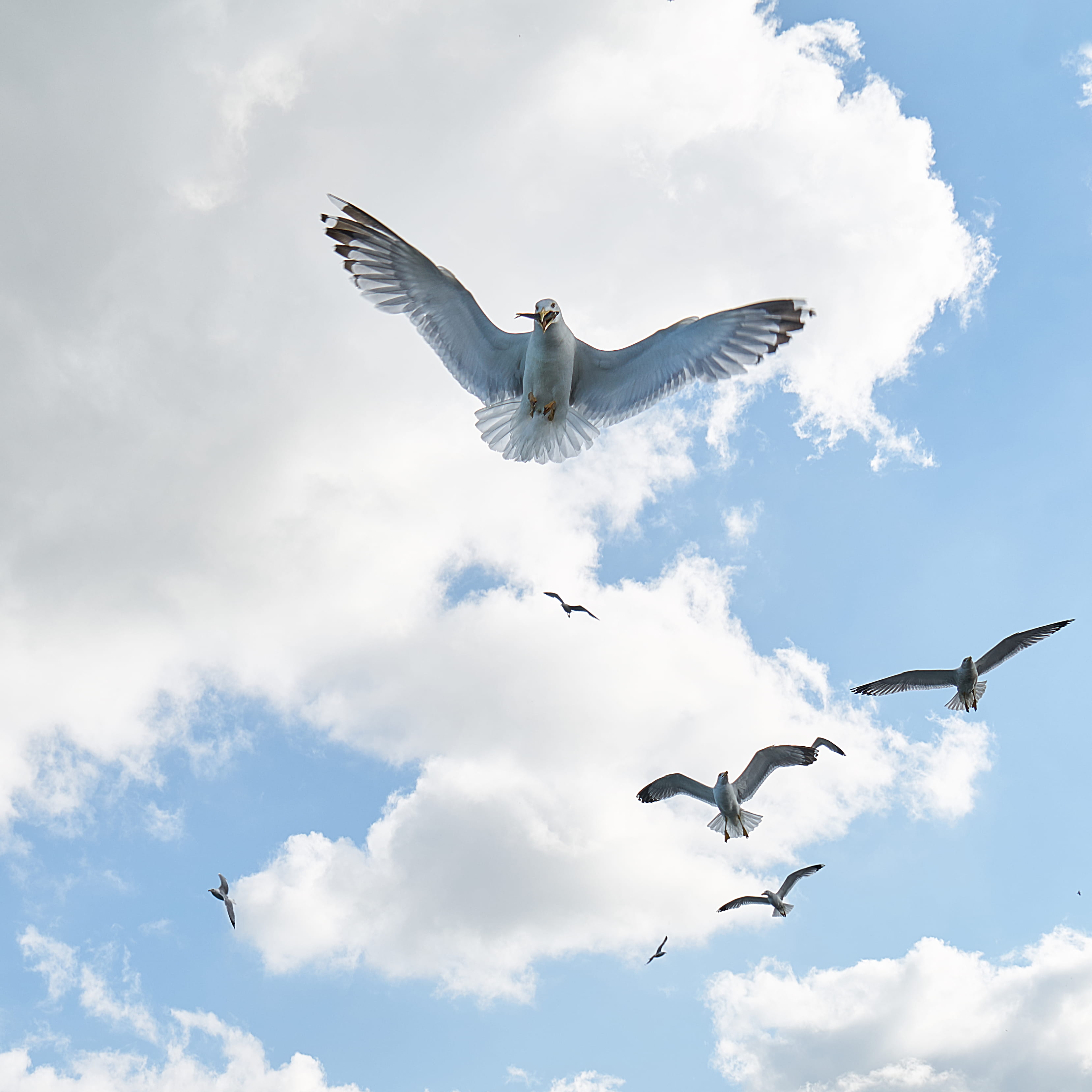 daylight, clouds, soar, dom, mid-air, animal, outdoors, motion, angle, vertebrate, wings, flock of birds, low, cloud - sky, day, sky, animals, animal wing, Phone HD Wallpaper