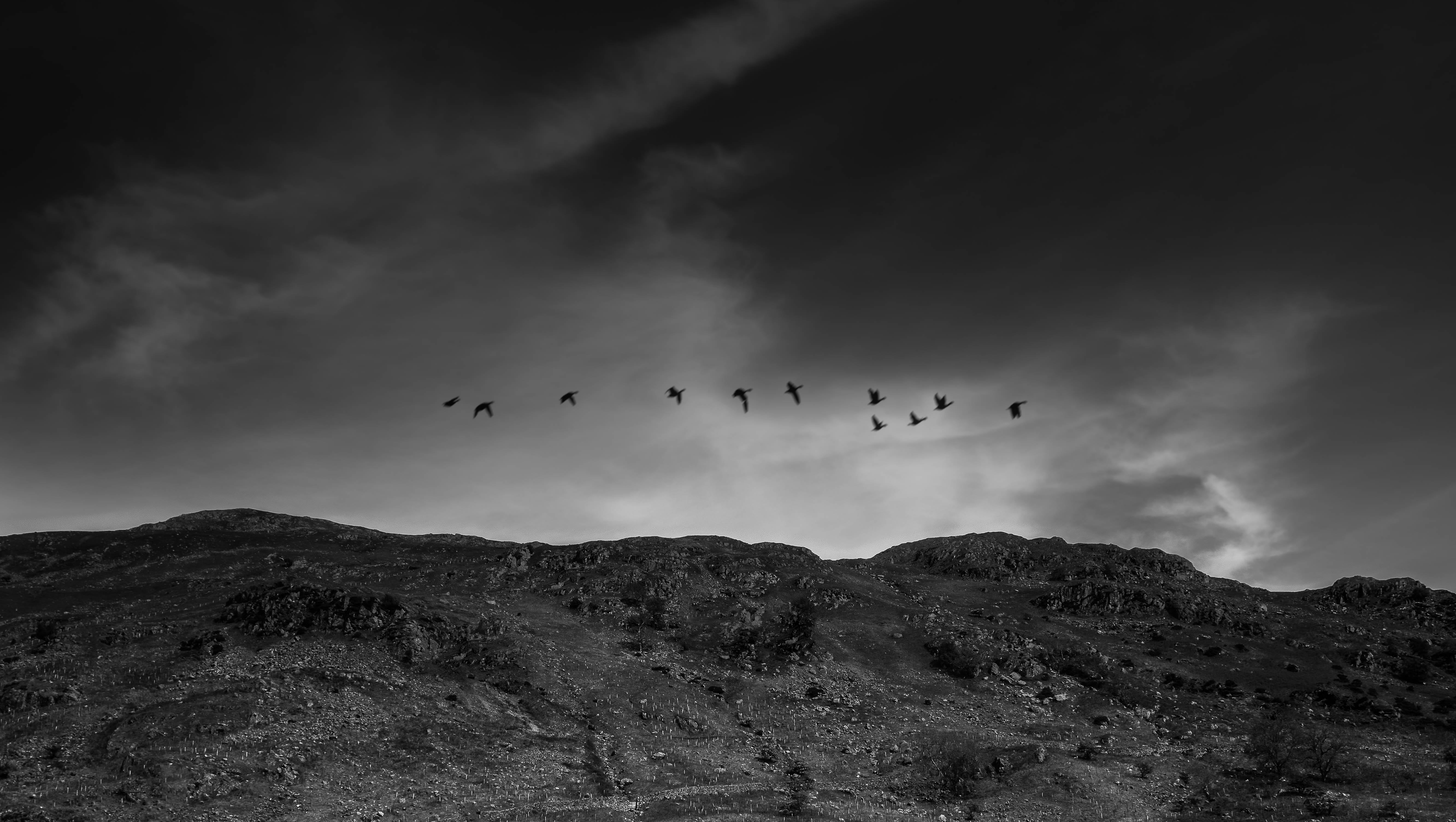 no people, gray, scenic, geese, birds, 5K, black, bird, beauty in nature, mountain, animal themes, scenics - nature, wild, animals in the wild, group of animals, HD Wallpaper