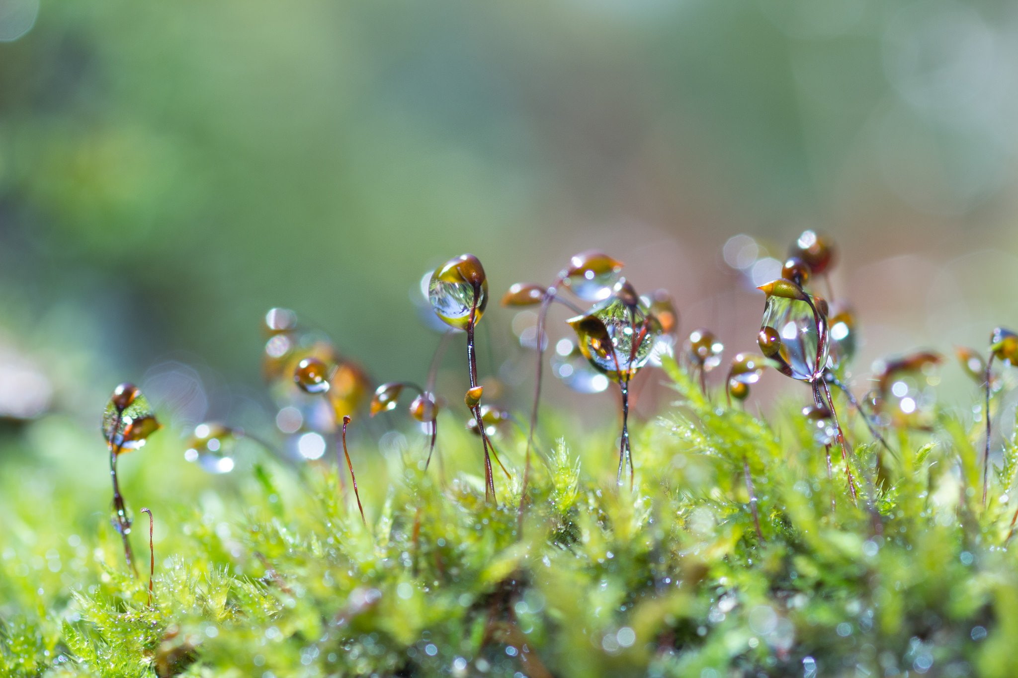 zoom, pluie, gouttes, macro, 1080P, water, flowers, toile, drop, nature, HD Wallpaper