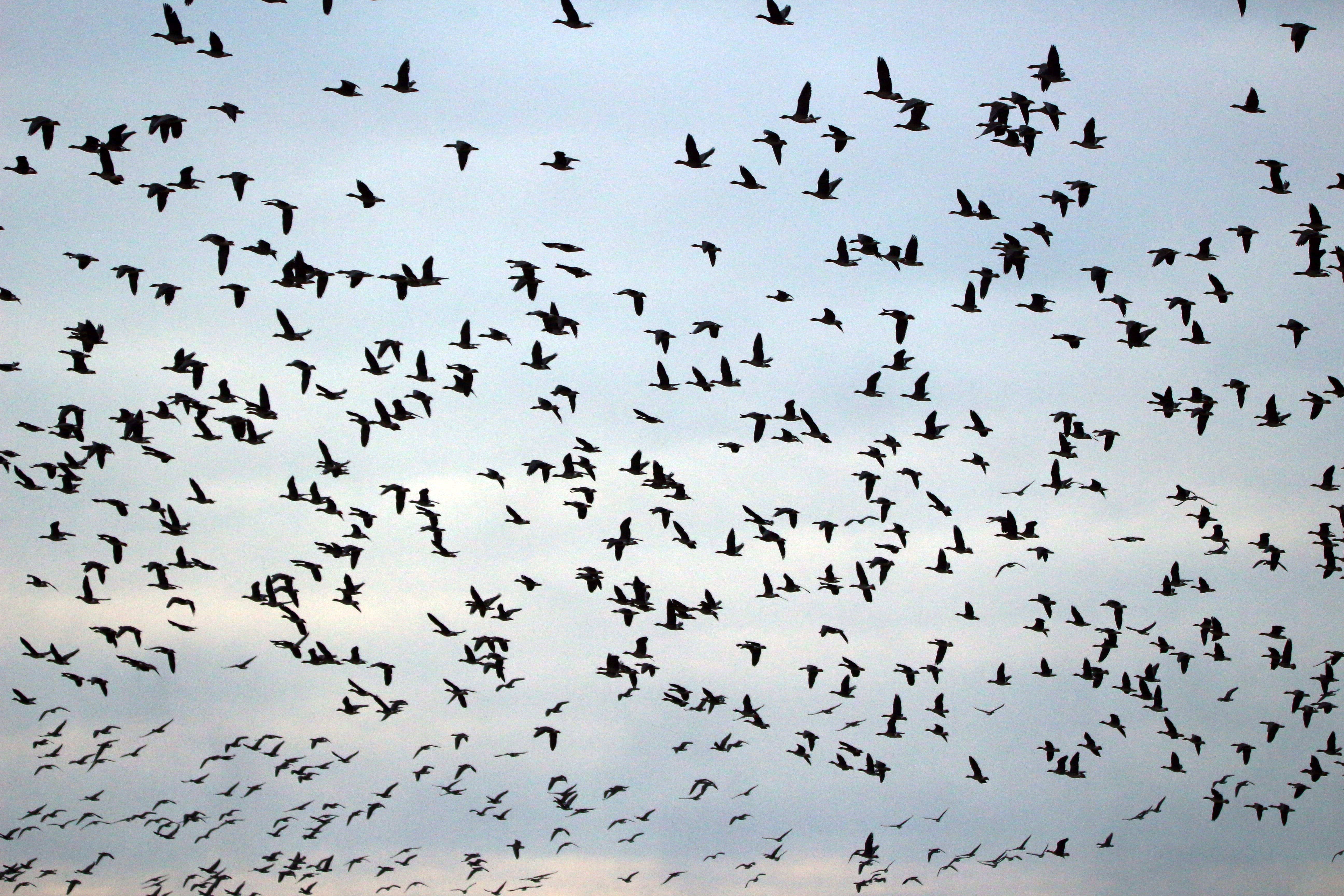 birds, animal wildlife, communication, animals in the wild, abundance, low angle view, flock, Wild Geese, bird, animal, migratory bird, day, 5K, outdoors, HD Wallpaper