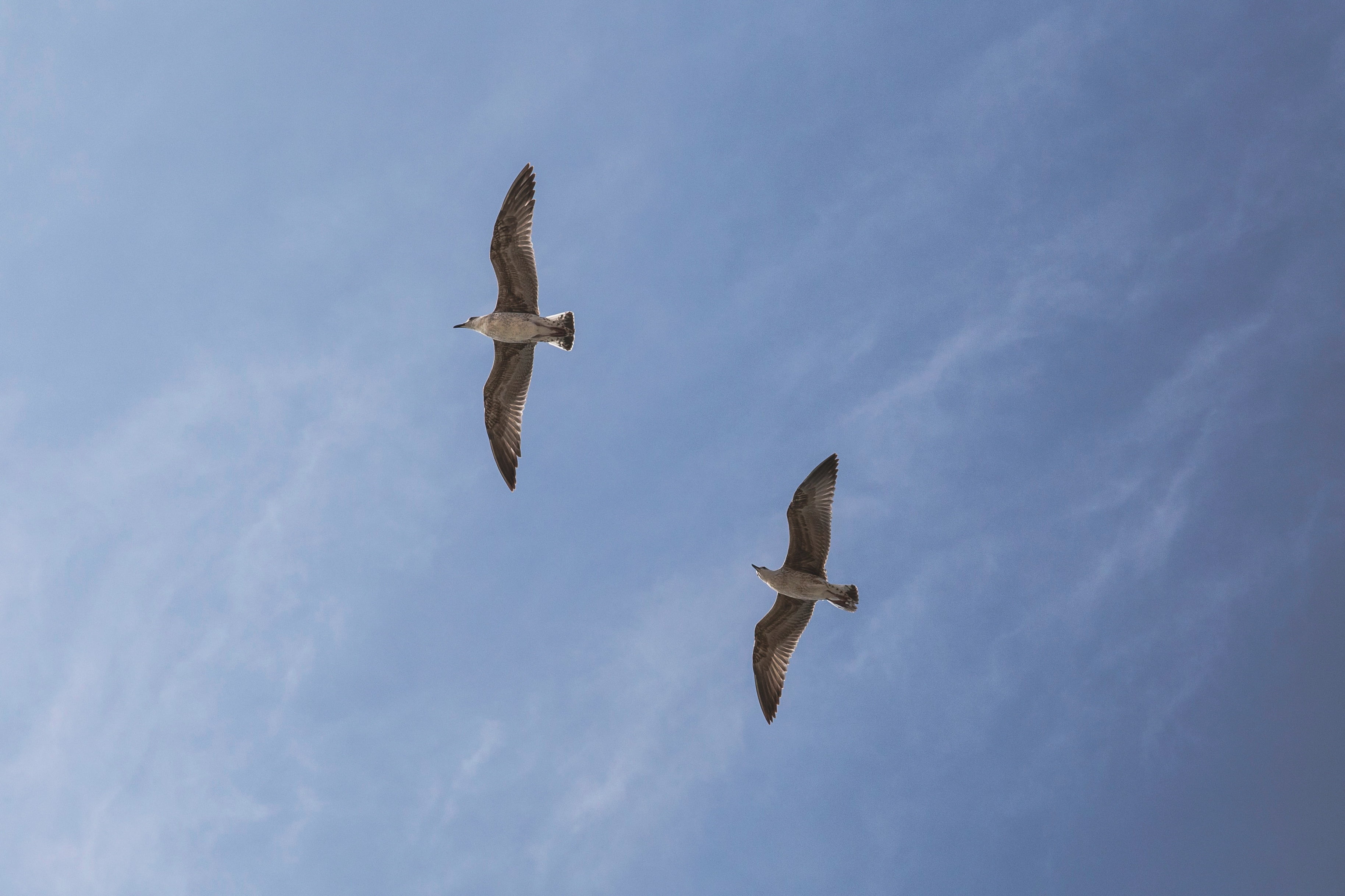 bird, low angle view, blue, two, motion, photo, no people, outdoors, spread wings, sky, two animals, birds, bird of prey, day, 2K, flying, seagull, animals in the wild, HD Wallpaper