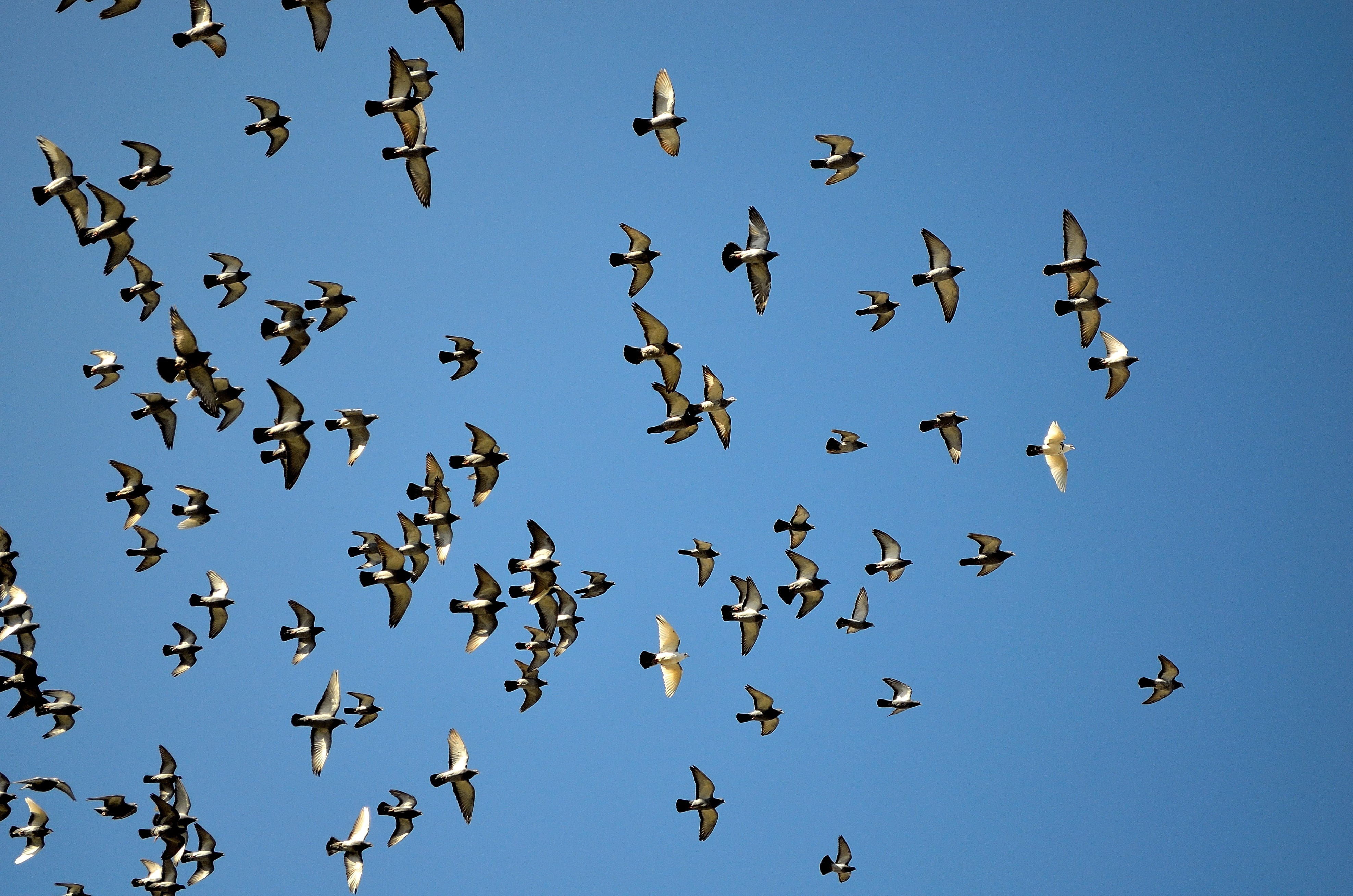 angle, motion, Pigeons, Blue, blue, low, group of animals, flock of birds, spread wings, no people, background, Bird, Sky, large group of animals, flying, HD Wallpaper