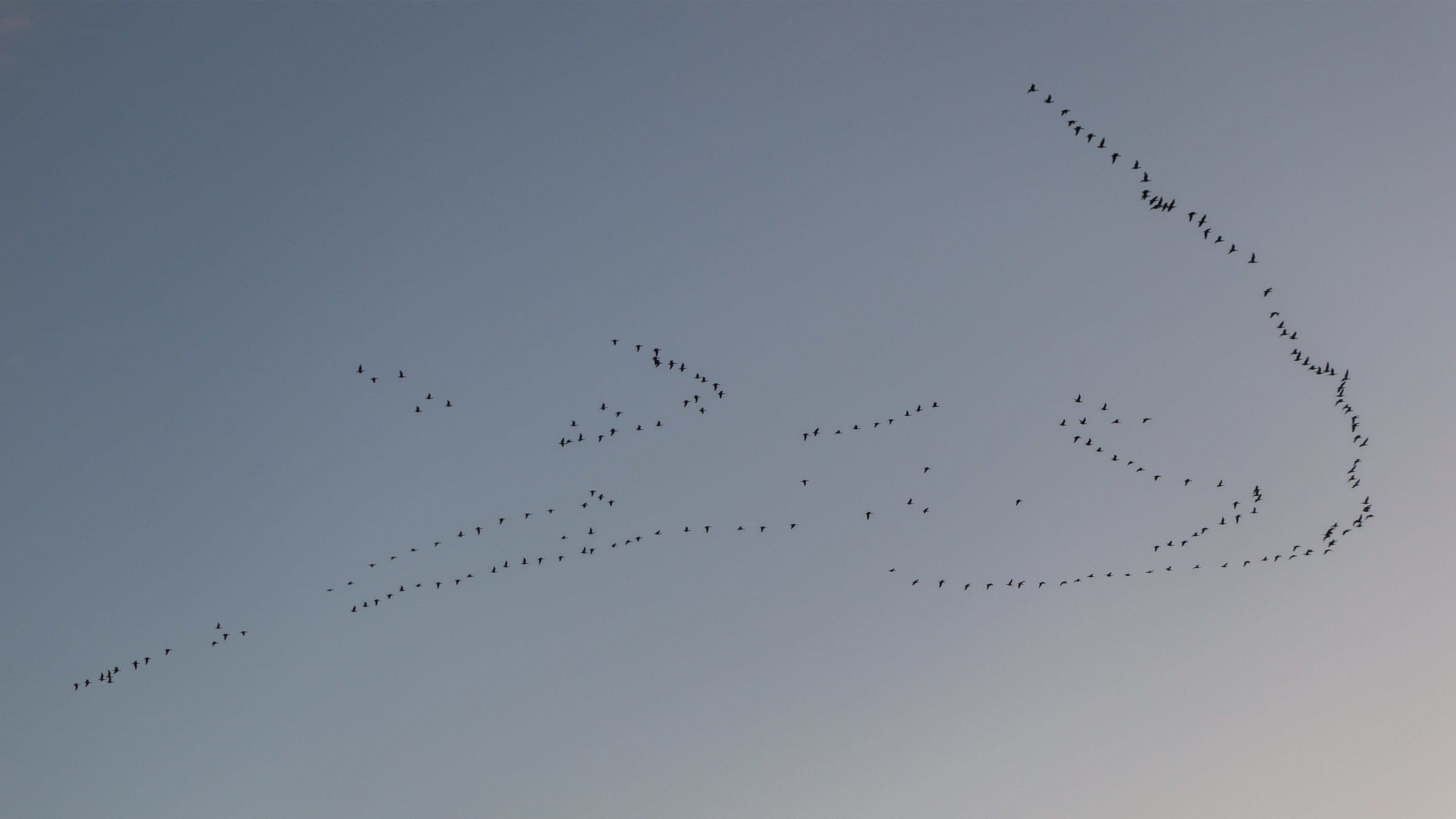 fly, autumn, sky, migratory birds, animal migration, formation flight, mid-air, group of animals, photo, winter, water bird, vertebrate, animal themes, HD Wallpaper