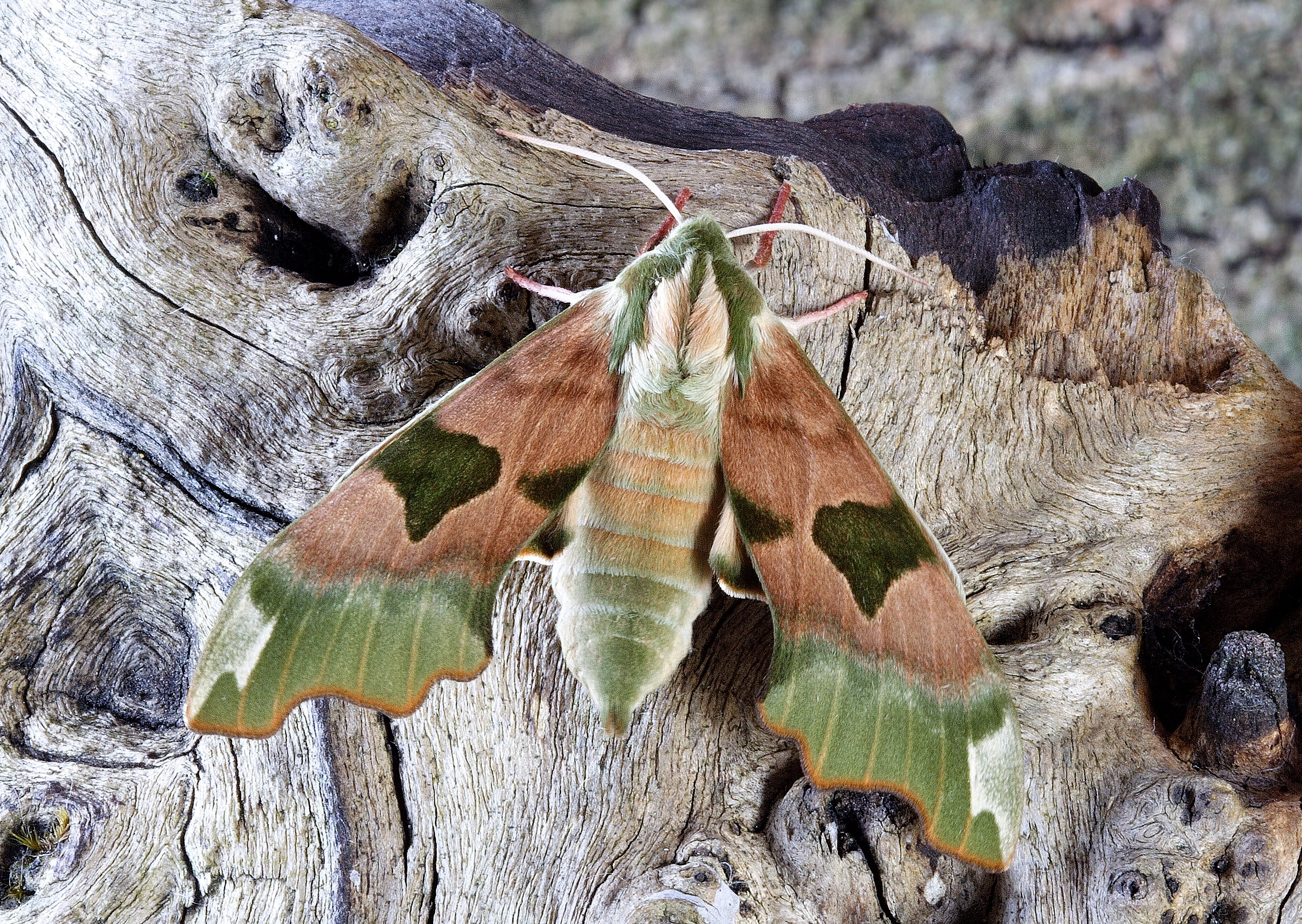 plant part, hawk, focus on foreground, focus, shallow, insects, plant, photography, wildlife, land, animal wildlife, moth, hawk-moths, sphingidae, outdoors, HD Wallpaper