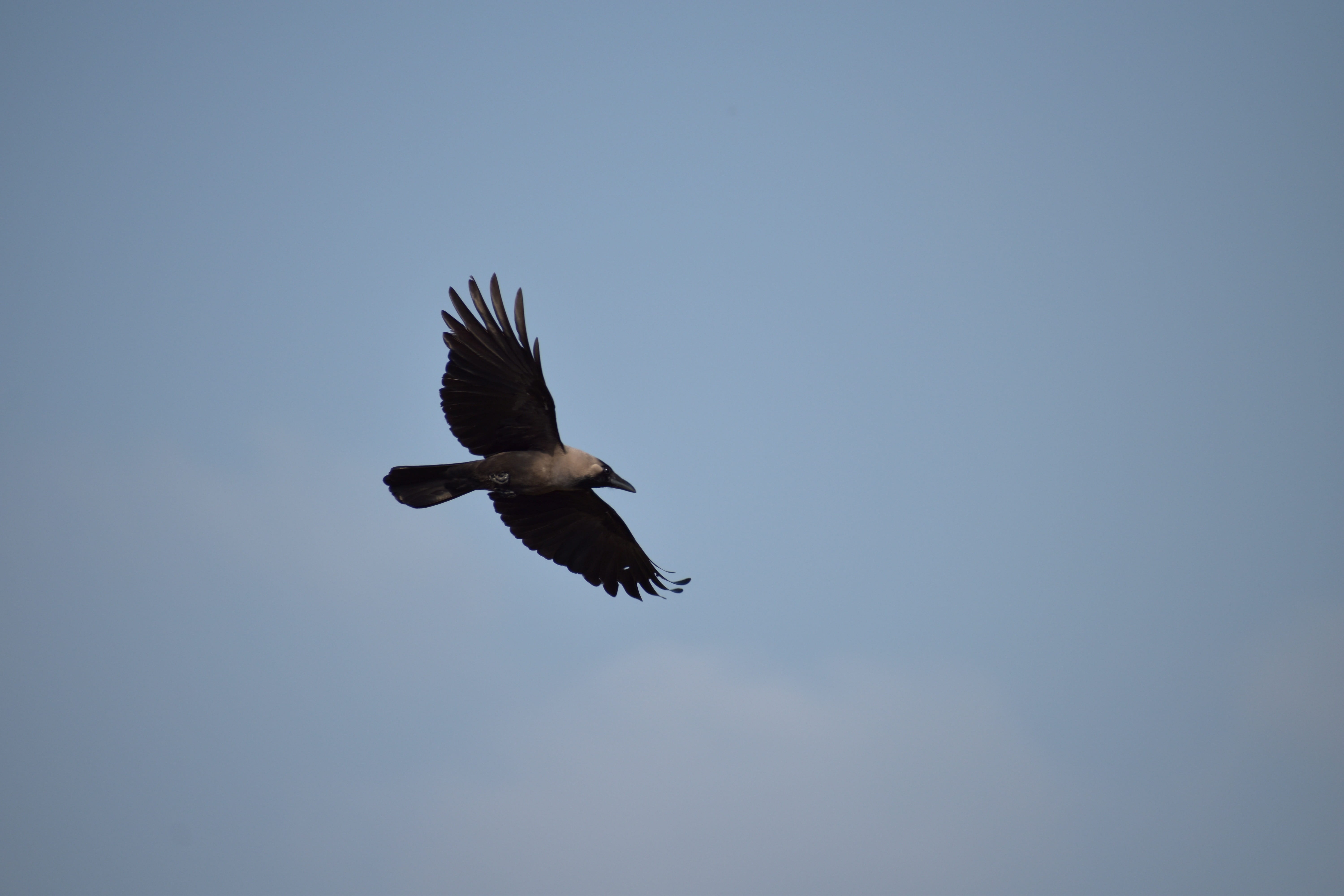 clear sky, outdoors, bird flight, animal themes, 5K, day, one animal, nature, animal wildlife, eagle, mid-air, bird of prey, sky, low angle view, no people, HD Wallpaper