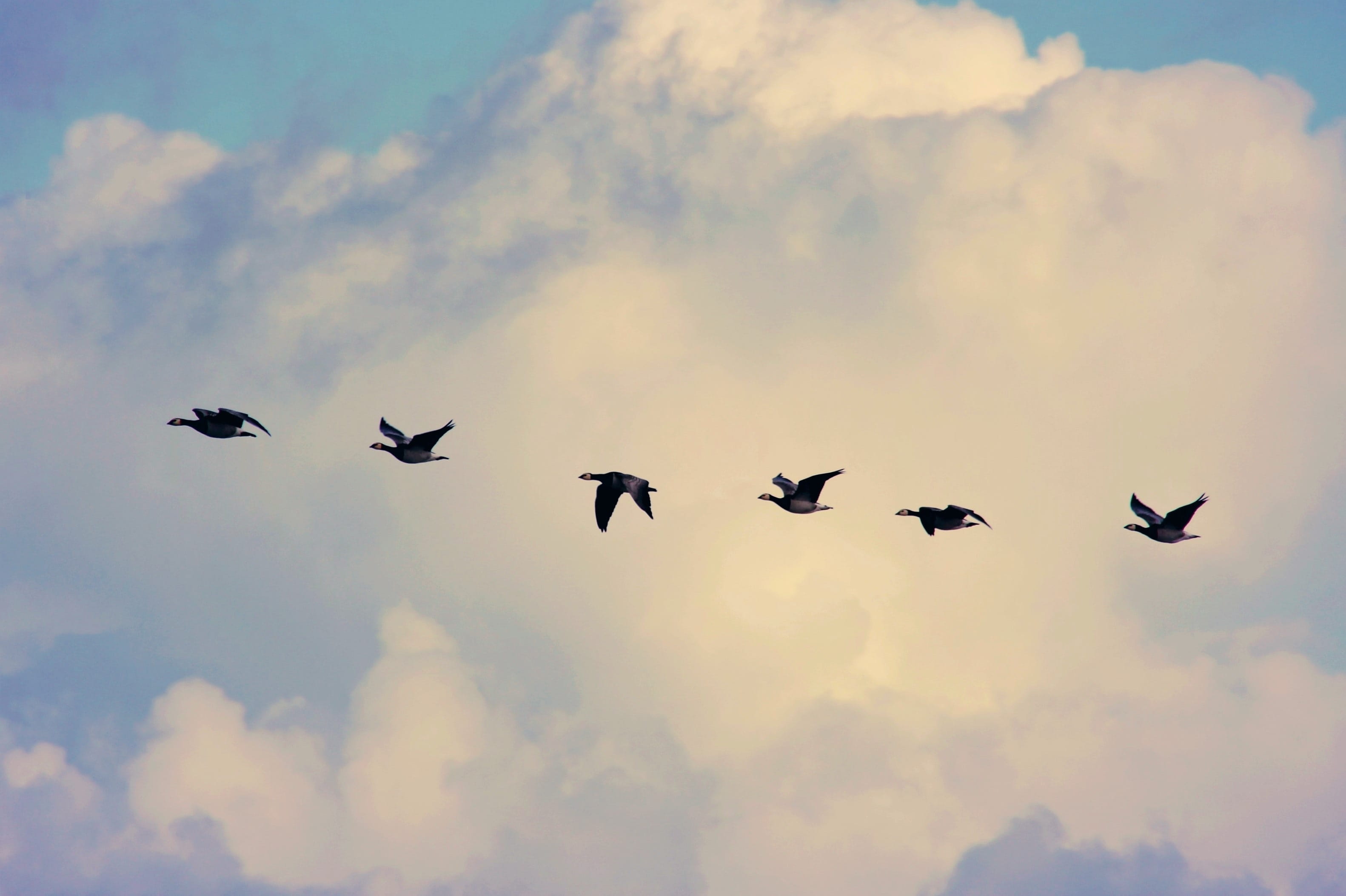 large group of animals, migratory birds, silhouette, animal wildlife, animal, vertebrate, collect, 2K, travel, sky, cloud - sky, beauty in nature, wind, HD Wallpaper
