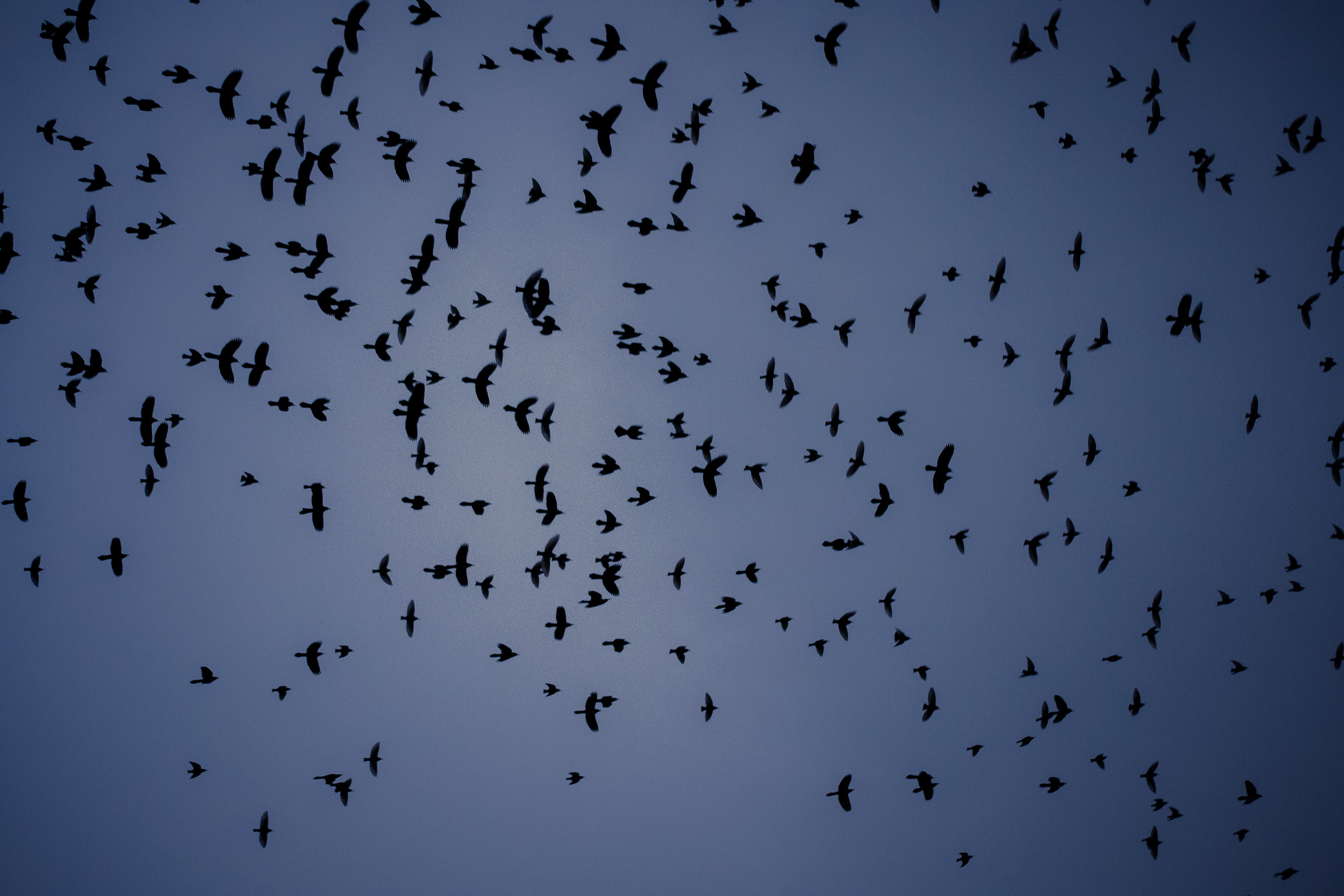 birds, bird, togetherness, animal, dusk, vertebrate, animals in the wild, beauty in nature, animal wildlife, nature, group of animals, silhouette, low angle view, HD Wallpaper