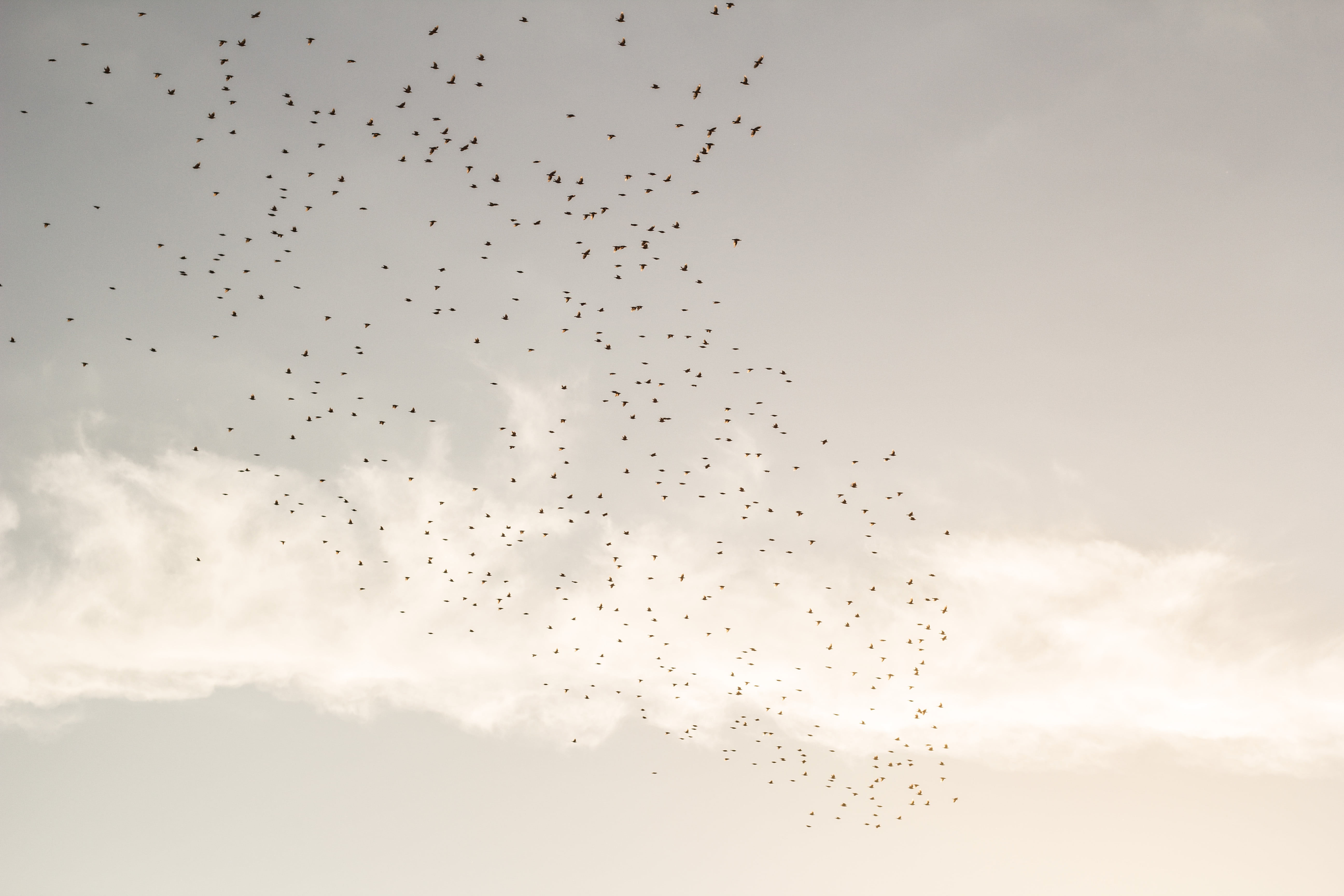 bird, flying, flock, animal themes, 5K, animal migration, vertebrate, cloud - sky, large group of animals, animal, beauty in nature, no people, sunset, HD Wallpaper