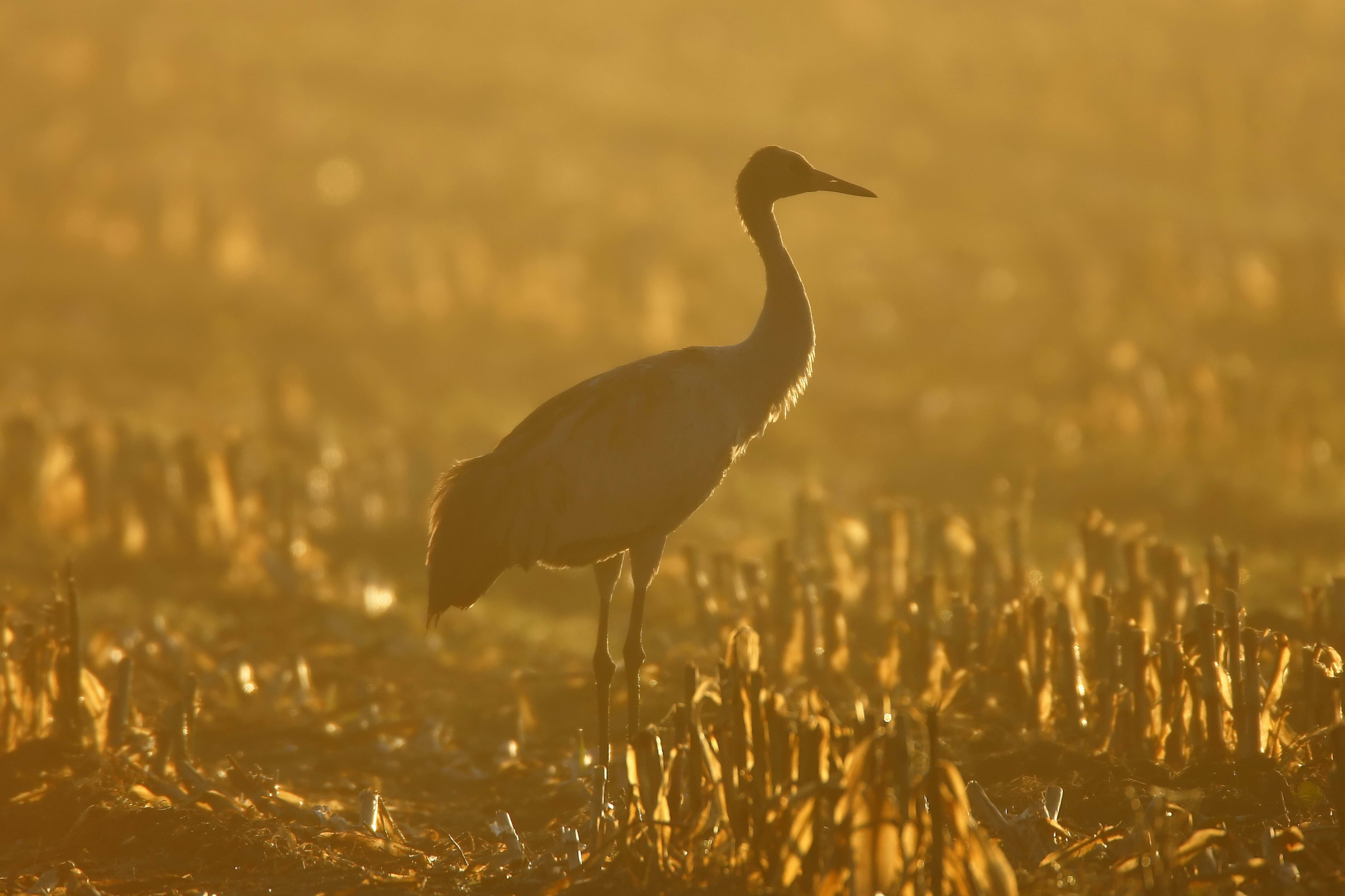 5K, black, focus on foreground, day, wildlife, water, vertebrate, sky, swamp, beauty In Nature, animals In The Wild, nature, sunlight, lake, animal wildlife, HD Wallpaper