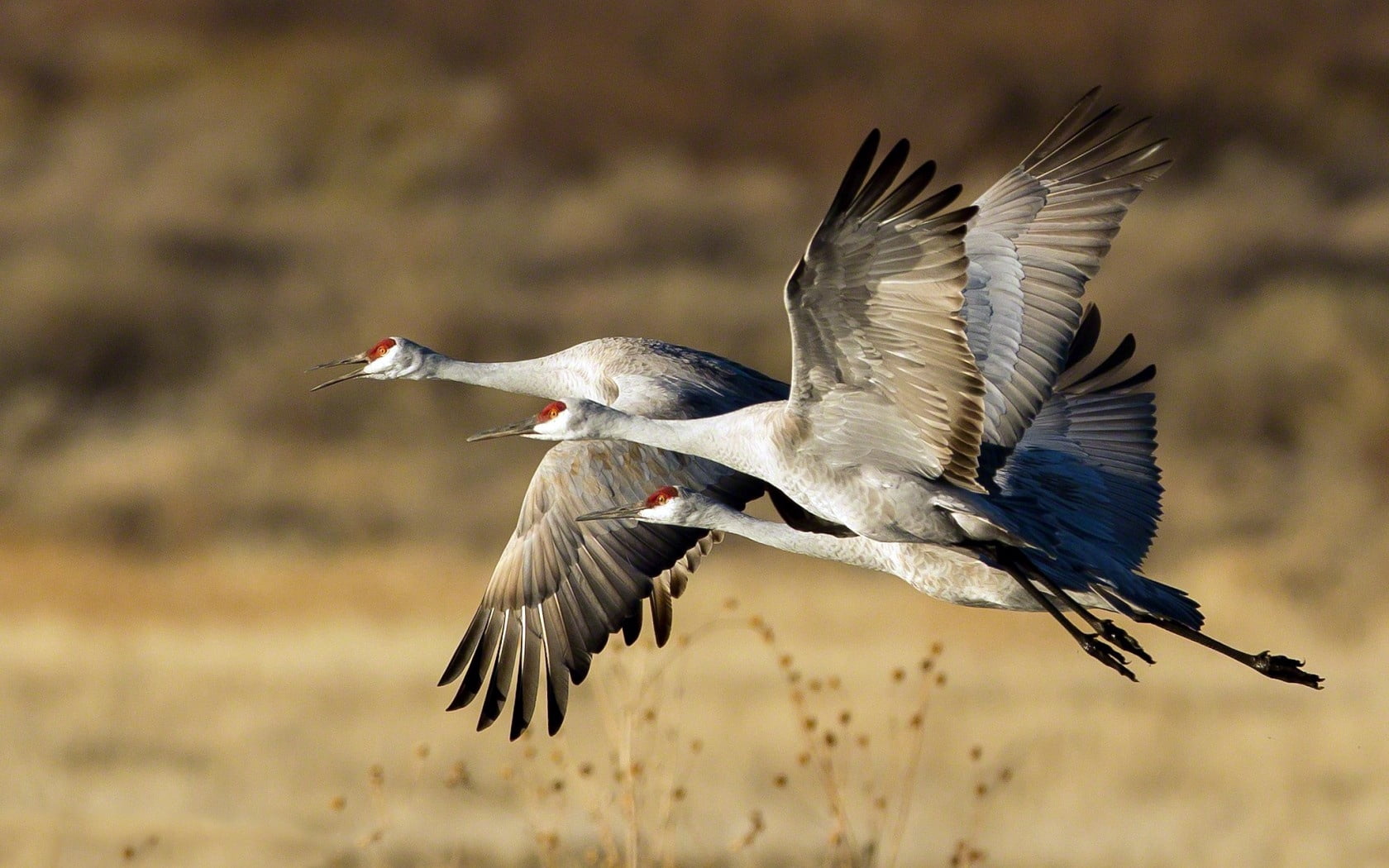 beak, bird Watching, spread wings, full length, outdoors, animal, wildlife, animal themes, gray, storks, 720P, three, birds, motion, animal Wing, sky, HD Wallpaper