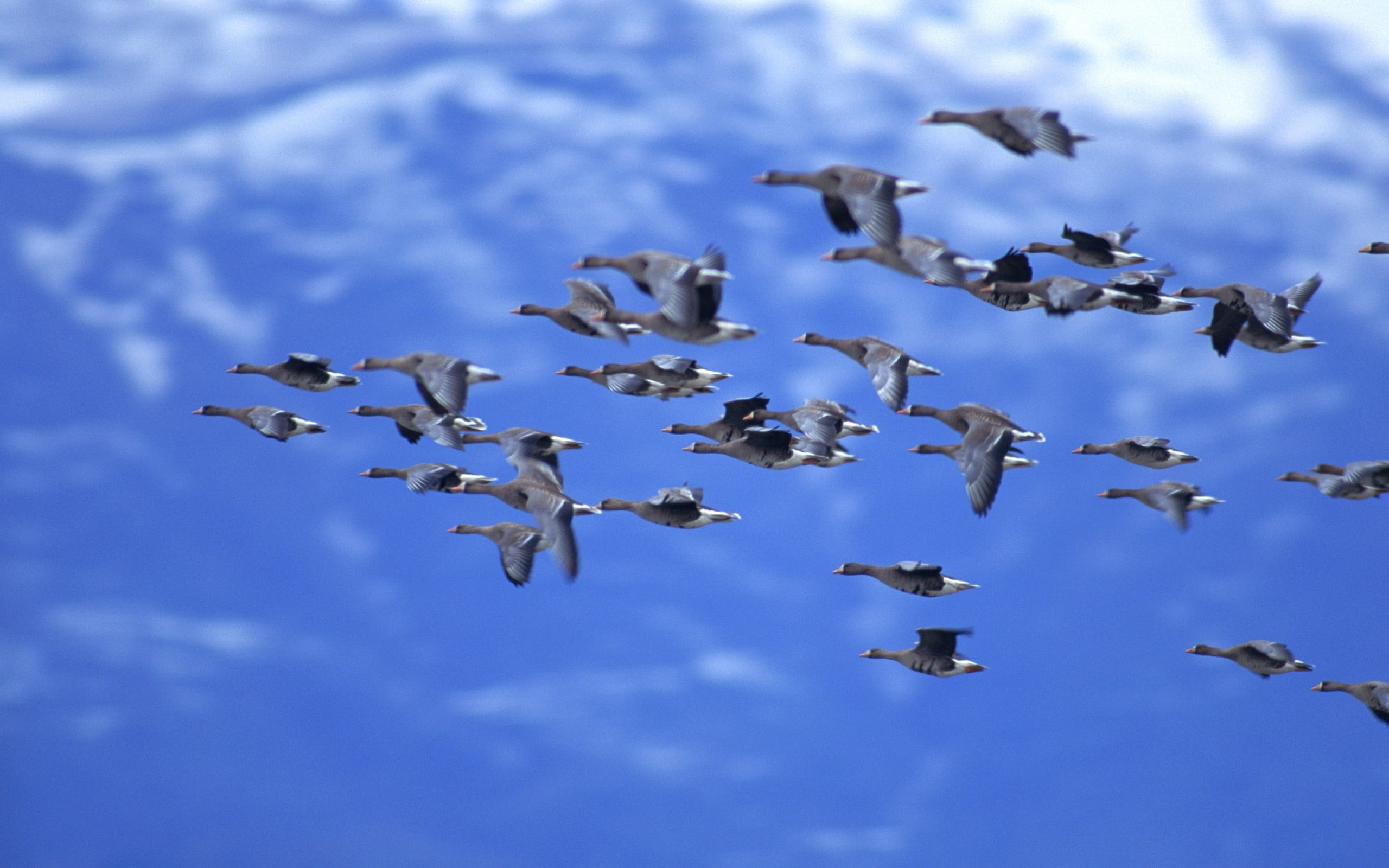 blue, pigeon, nature, freedom, clouds, day, outdoors, duck, animal wildlife, group Of Animals, seagull, vertebrate, no People, mid-air, cloud - sky, ducks, HD Wallpaper