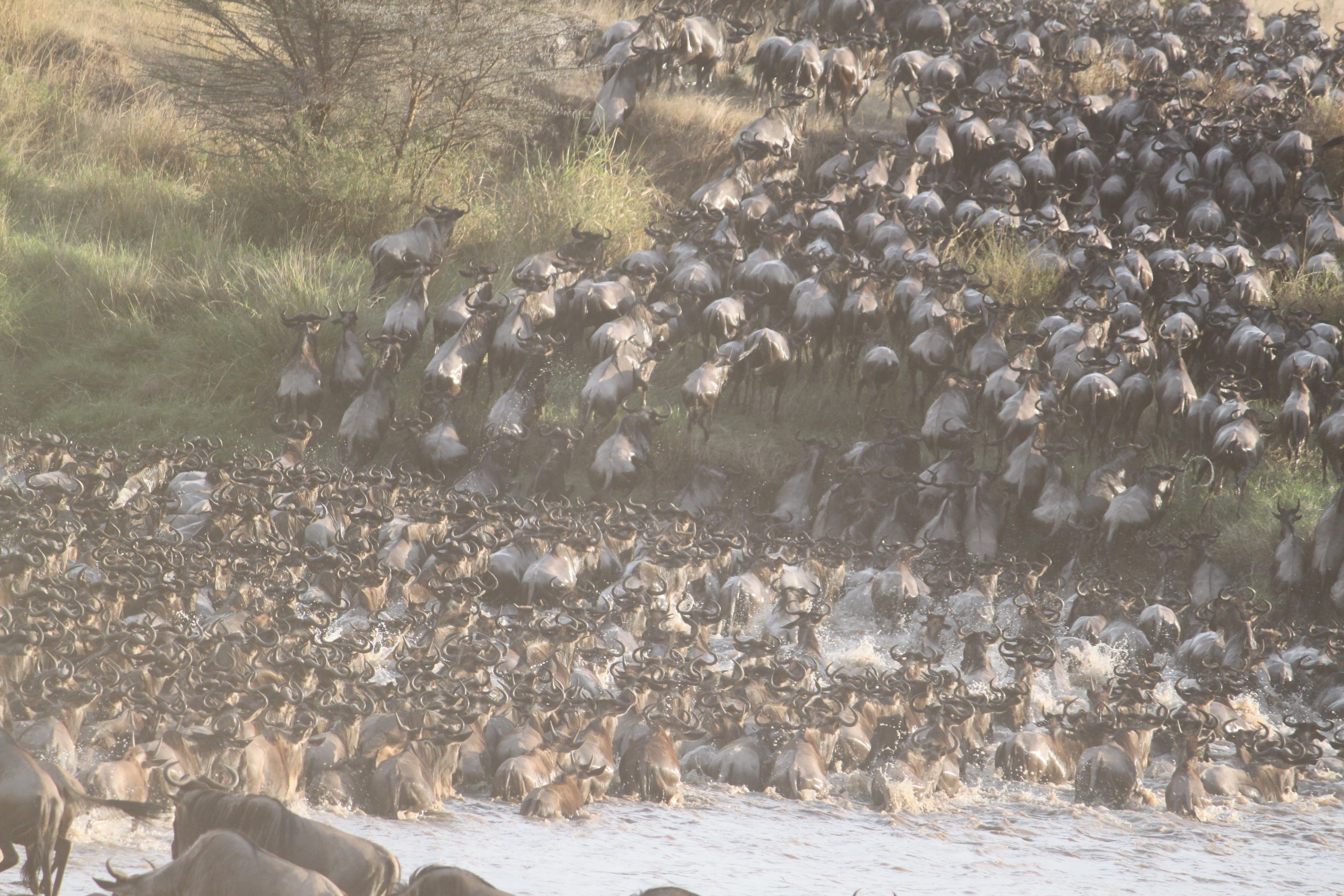 outdoors, large group of animals, dust, nature, serengeti, animals in the wild, abundance, animal, animal migration, group of animals, no people, animal wildlife, HD Wallpaper