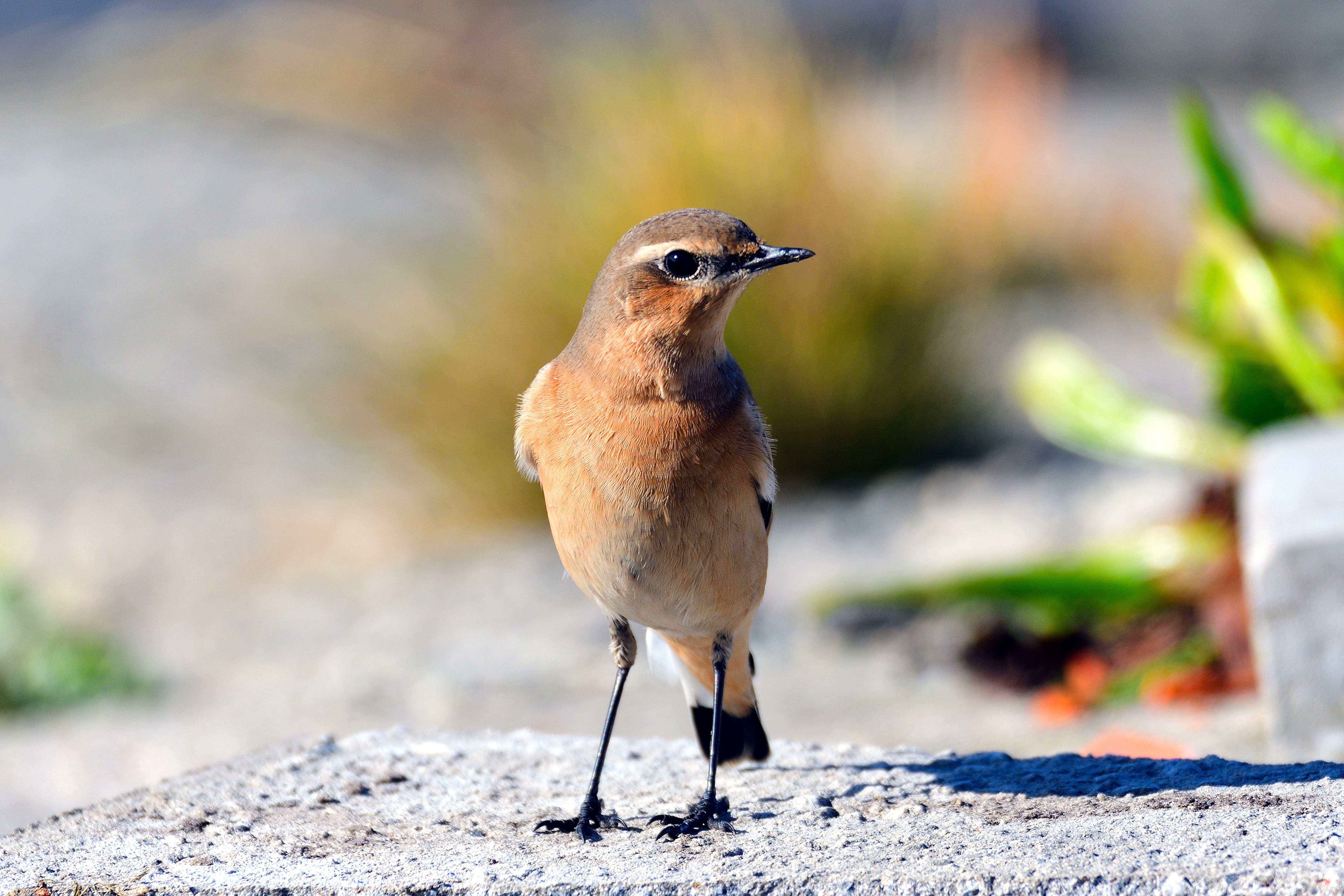 robin, solid, outdoors, perching, sunlight, selective focus, mourning dove, songbird, one animal, bird, full length, close-up, animal wildlife, nature, HD Wallpaper