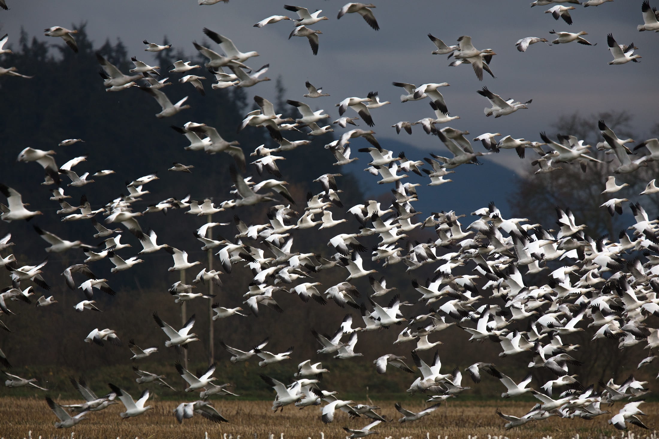 flock of birds, large group of objects, bird, spread wings, animals in the wild, group of animals, 1080P, sky, beauty in nature, nature, mid-air, snow geese, HD Wallpaper