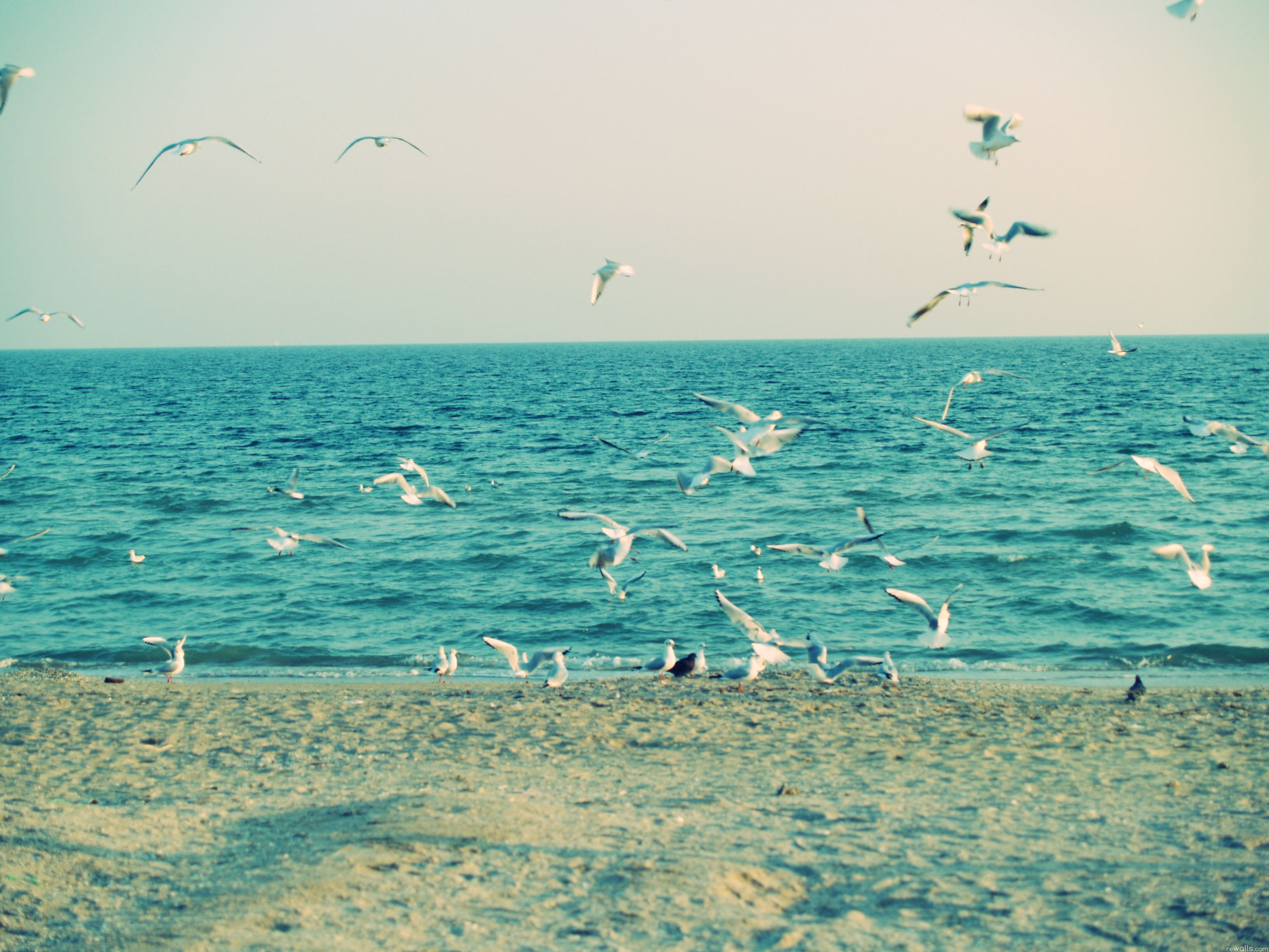 sea Bird, flying, summer, group Of Animals, animal Wing, beach, animal themes, large Group Of Animals, water, blue, beauty In Nature, shore, vertebrate, HD Wallpaper