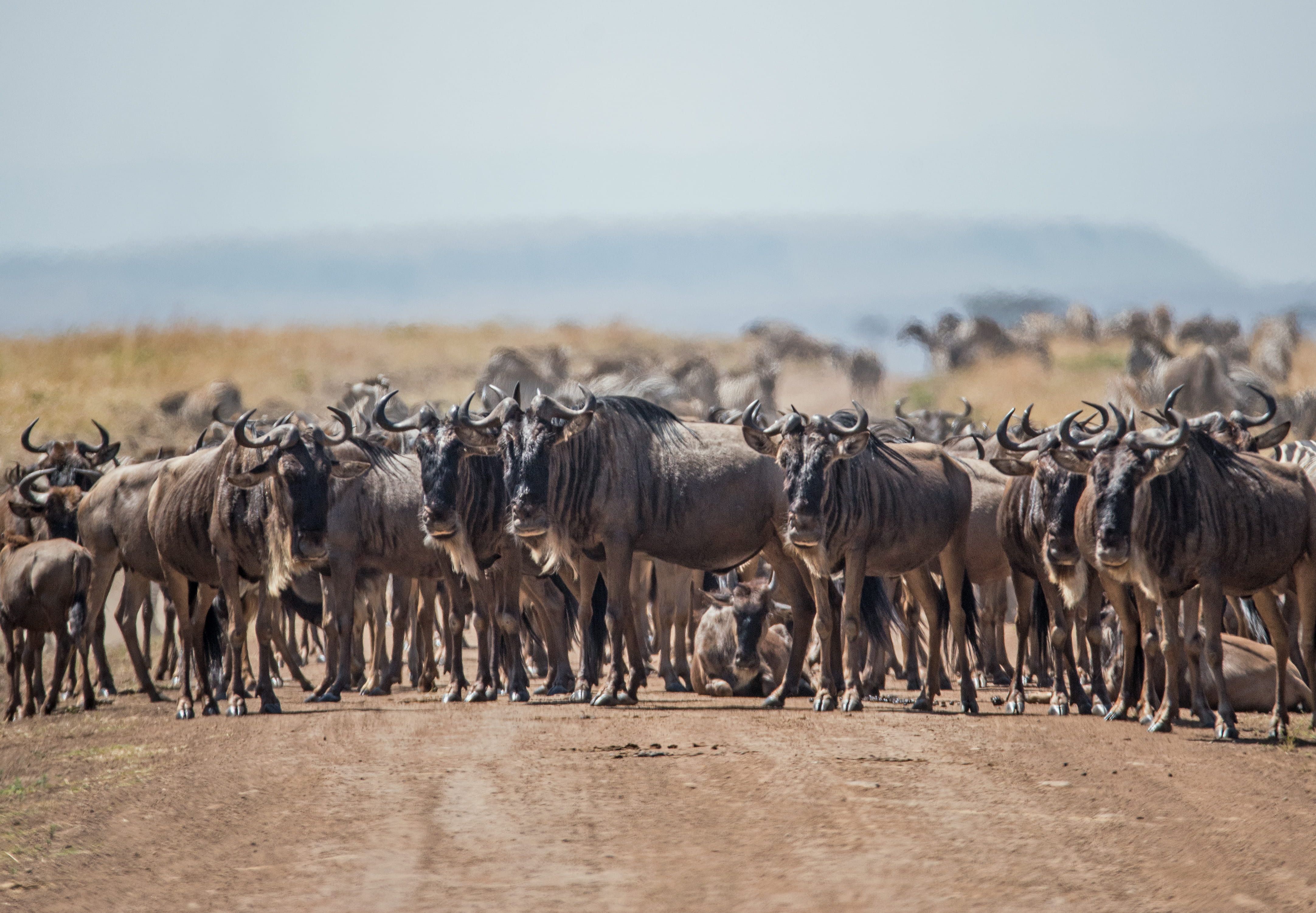 animal themes, domestic animals, day, standing, animal migration, herd, no people, animal, outdoors, wildebeest, herbivorous, safari, walking, cattle, nature, HD Wallpaper