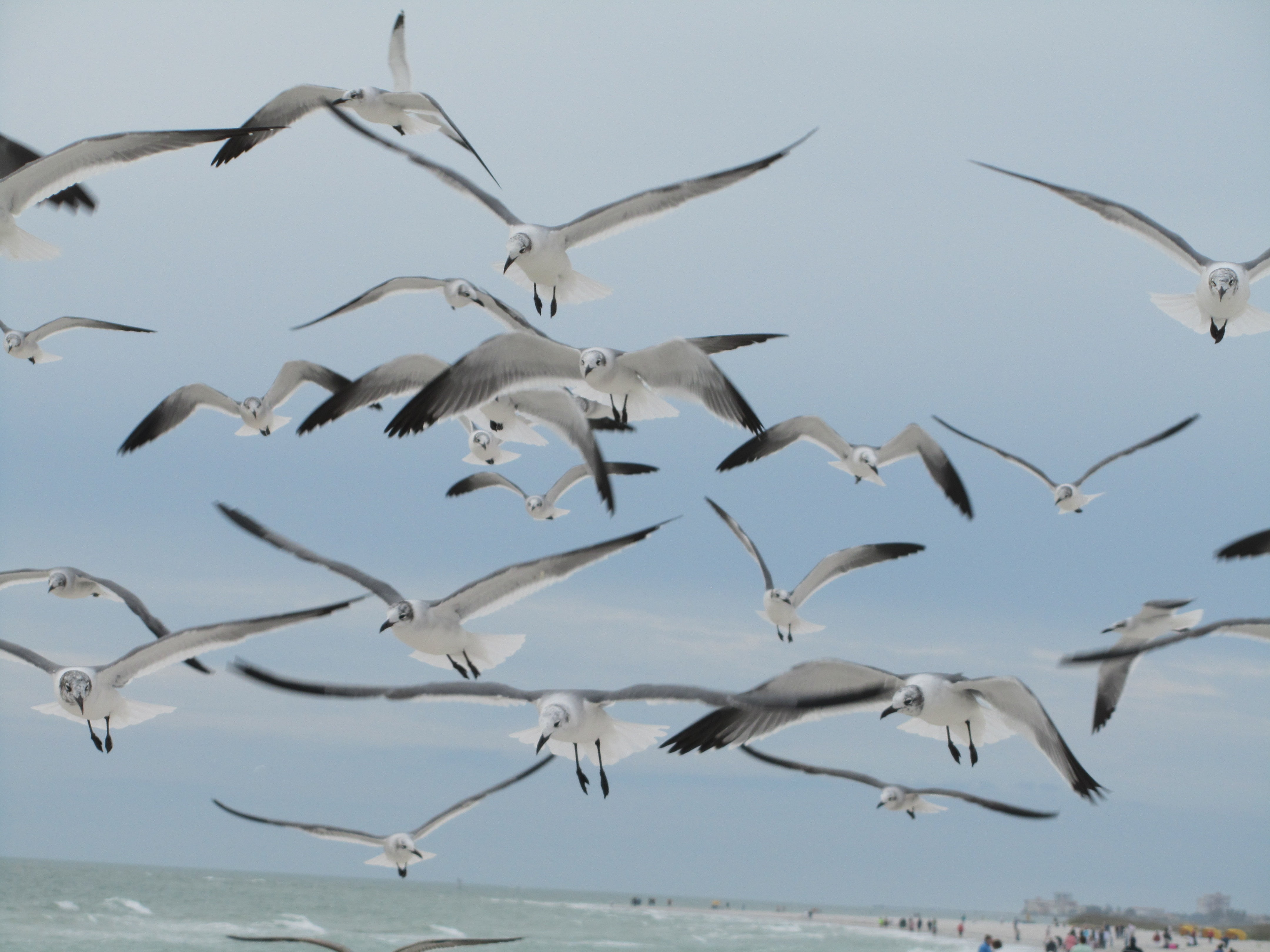 scenic, group, beauty in nature, 4K, no people, flock of birds, nature, flight, seagulls, mid-air, wings, animal, sea, scenery, gray, large group of animals, HD Wallpaper