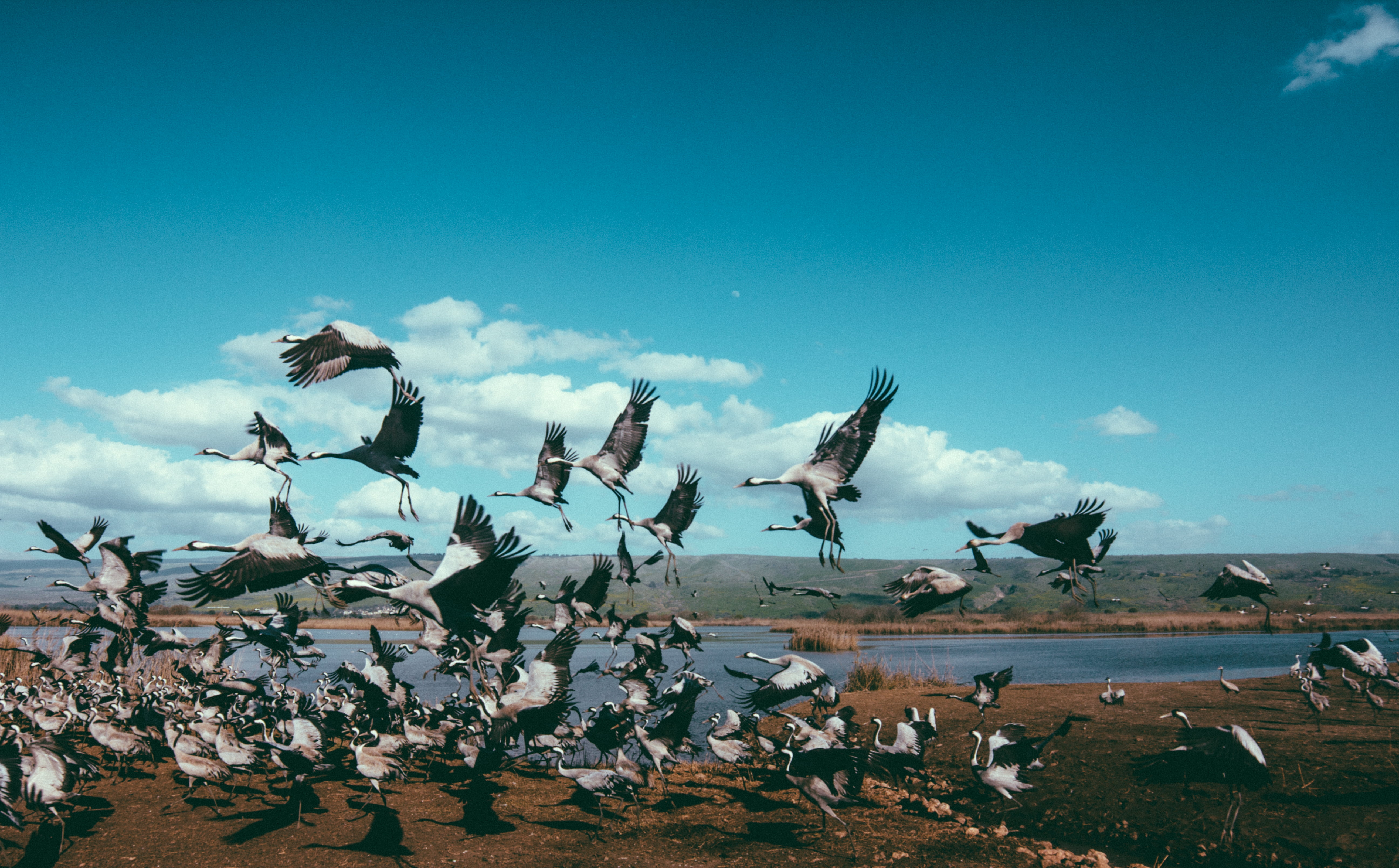 scenics, water Bird, sky, nature, group Of Animals, bosque del Apache National Wildlife Reserve, beauty In Nature, birds, large Group Of Animals, flight, HD Wallpaper