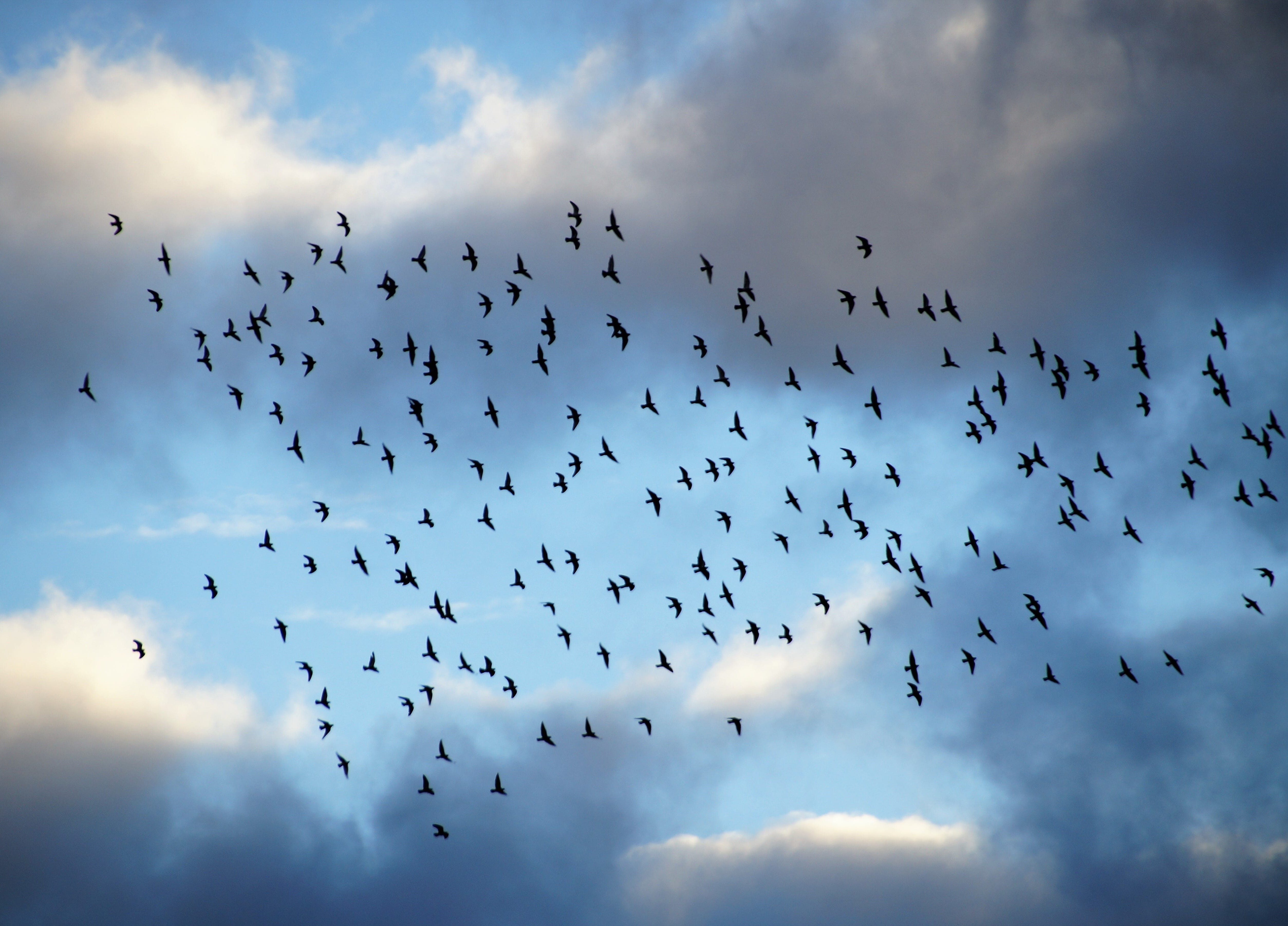 animal themes, outdoors, flying, heaven, animal, bird, pigeons, cloud - sky, light, no people, covey, 4K, flock of birds, large group of animals, animals in the wild, HD Wallpaper