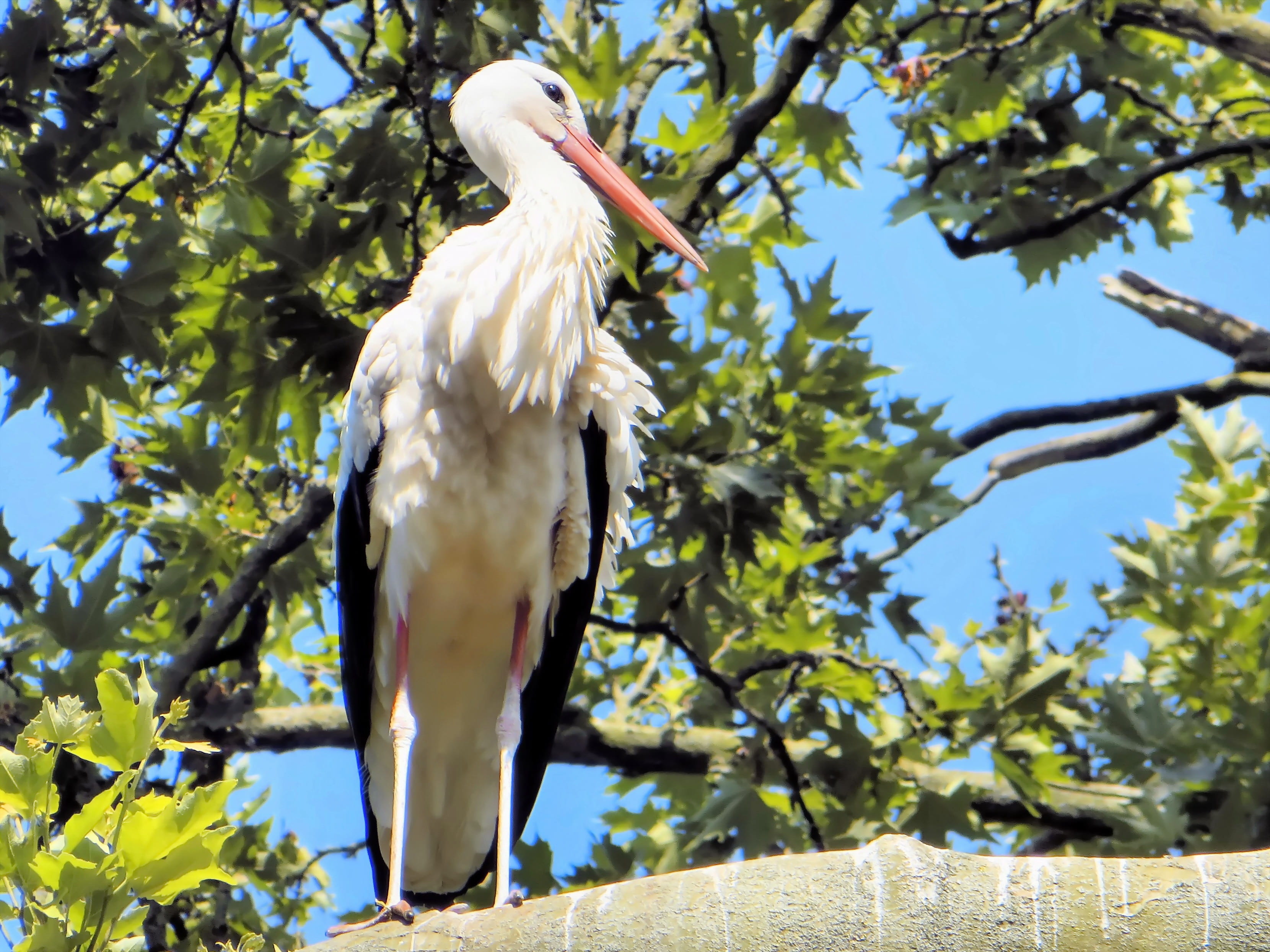 ciconiidé, day, white stork, animal wildlife, perching, leaf, animal themes, focus on foreground, animal, bird, tree, vertebrate, ciconia ciconia, nature, HD Wallpaper