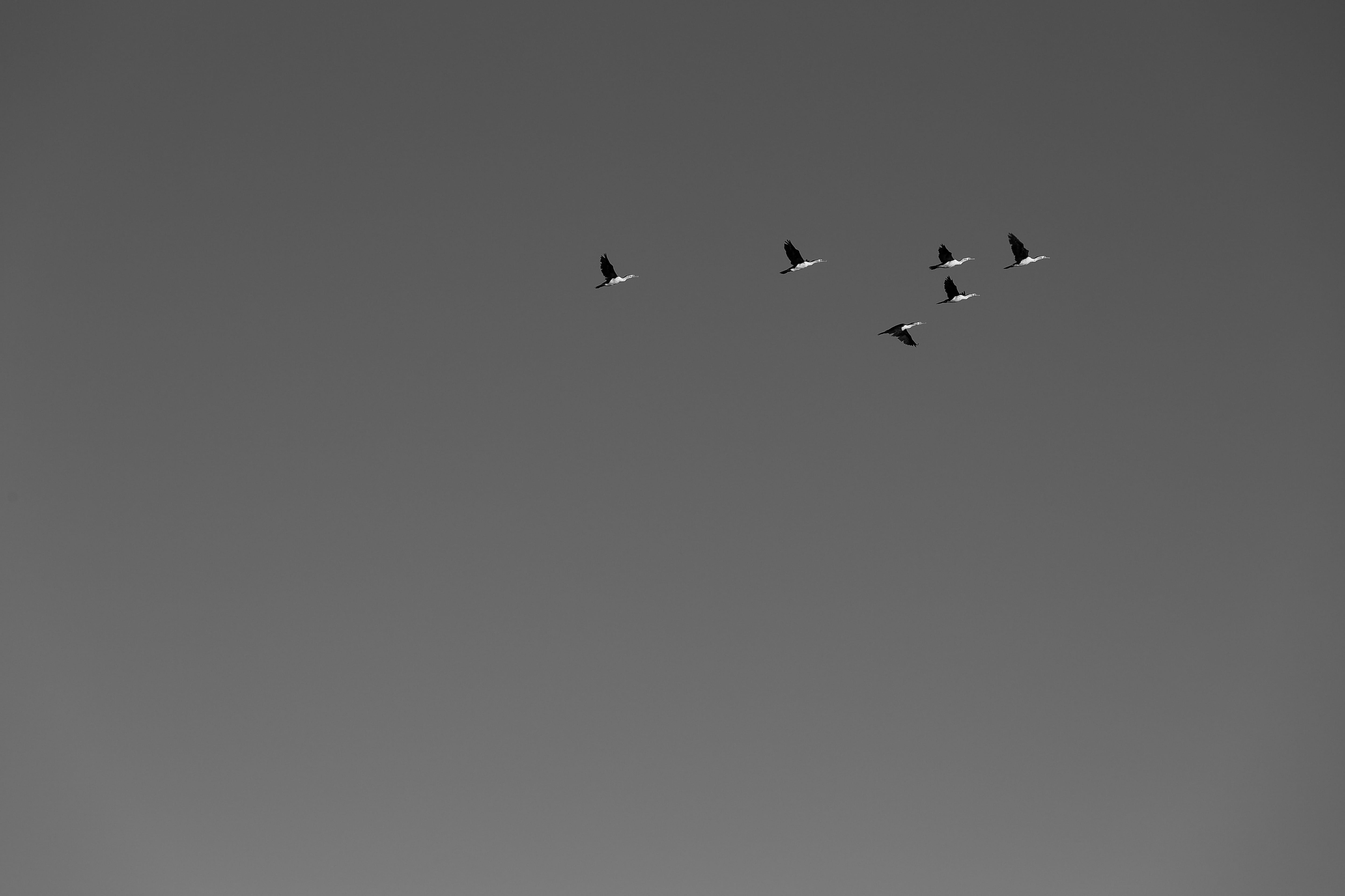 ocean, formation, sky, black and white, minimalist, bird, animal themes, 5K, togetherness, silhouette, flock of birds, mid-air, nature, copy space, eagle, HD Wallpaper