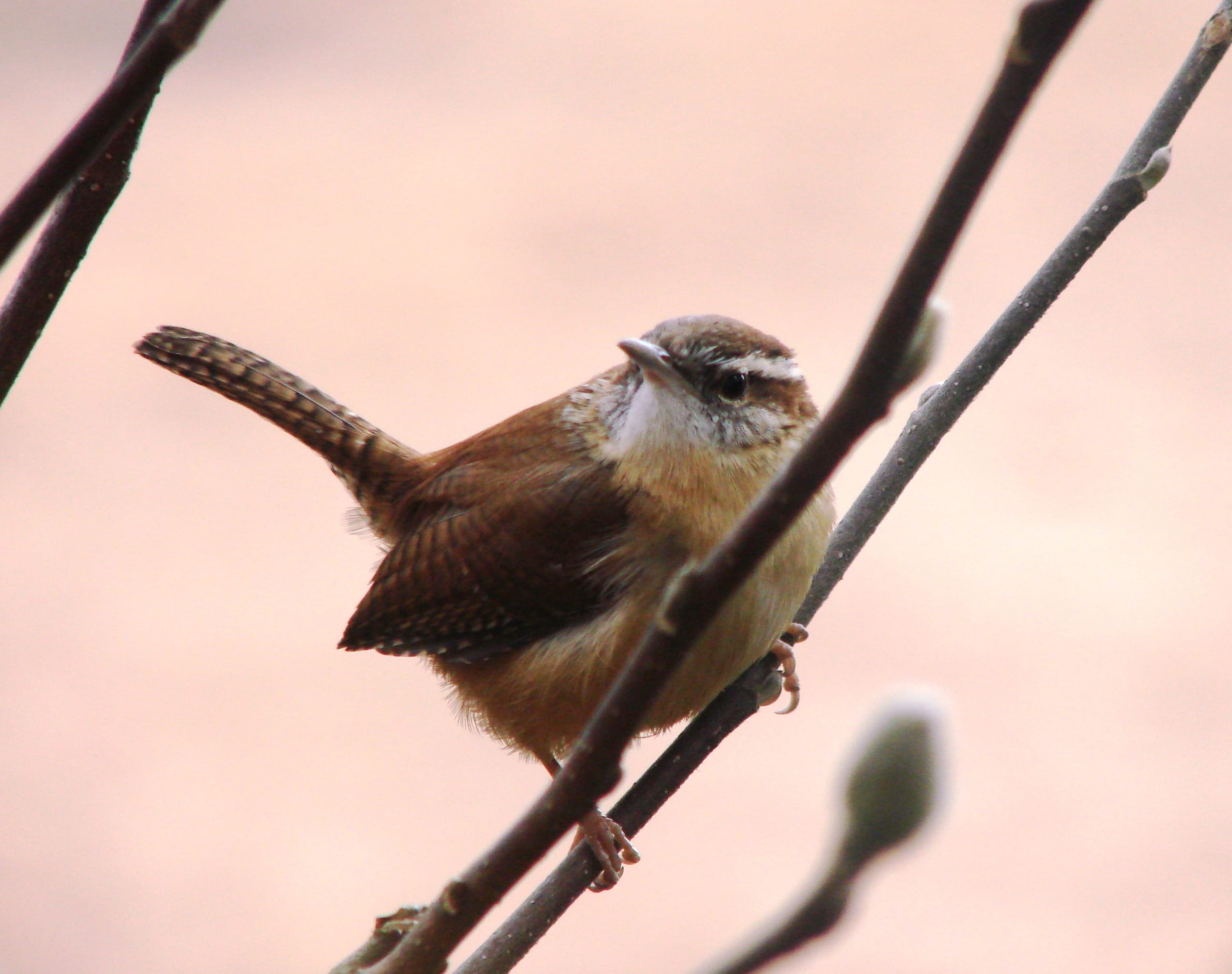 color Image, brown, perching, wildlife, wings, songbird, limb, hummingbird, sitting, species, low angle view, beak, twig, animal wildlife, animal themes, HD Wallpaper