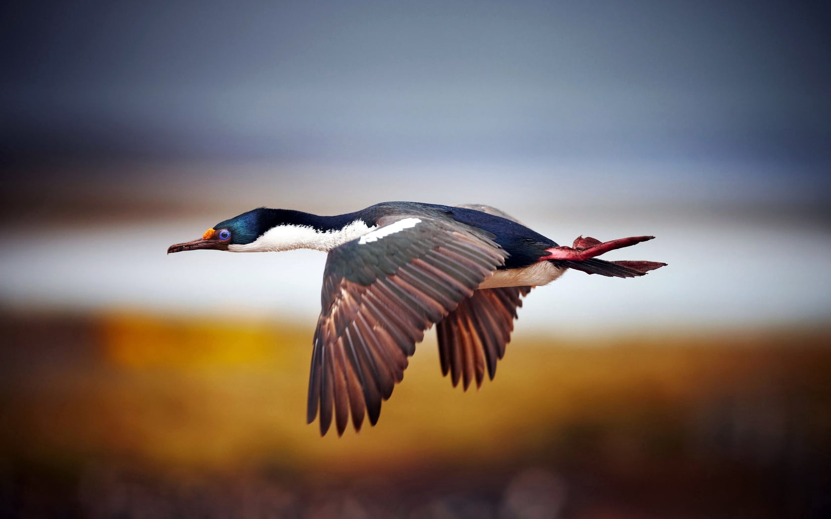 full length, vertebrate, mid-air, animal wildlife, animals In The Wild, bird Watching, side view, white, black, animal, feather, animal themes, flapping, HD Wallpaper