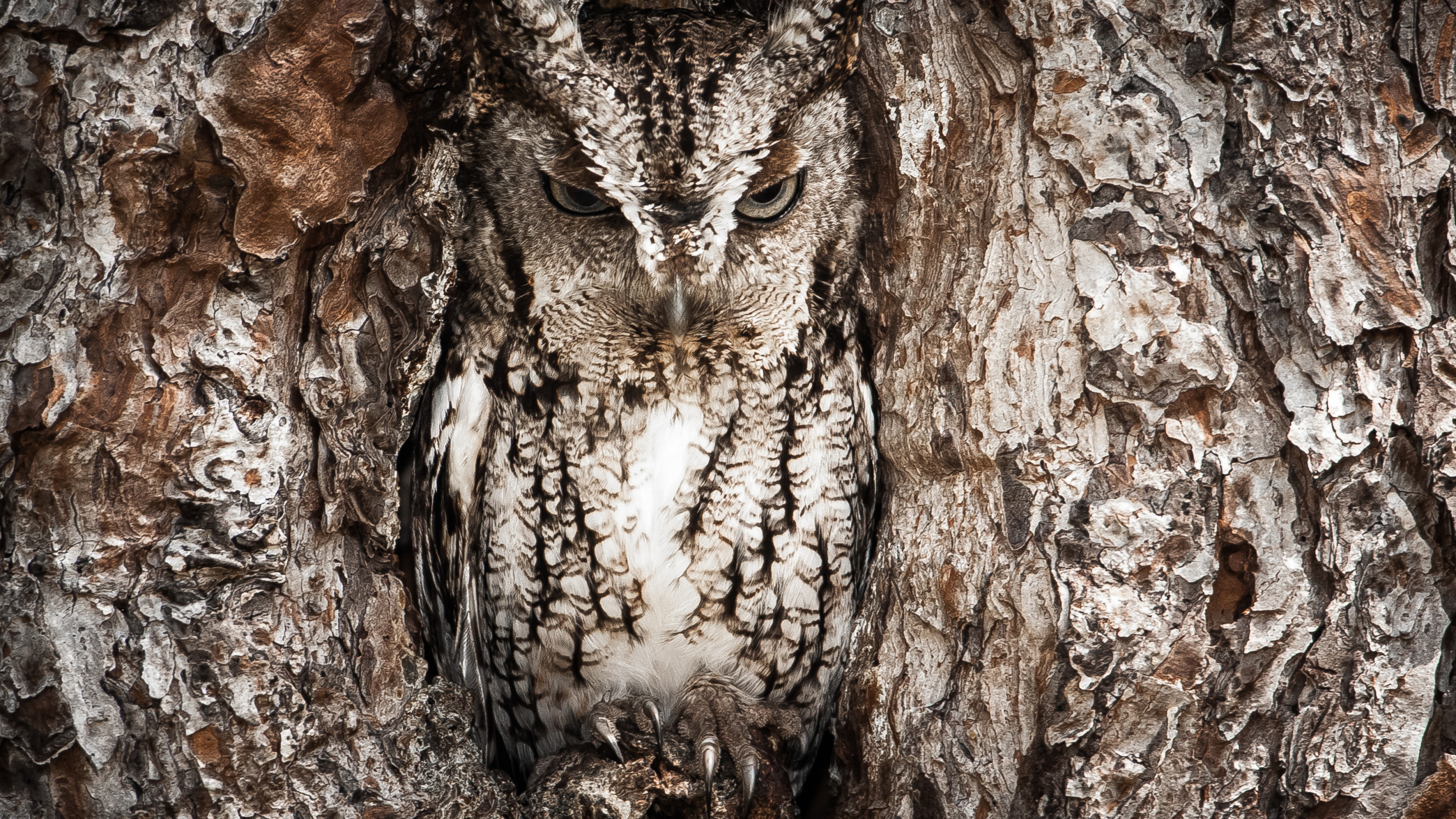 Hidden, Funny, Owl, Masking, 4k, Tree, 4K, National Geographic, HD Wallpaper