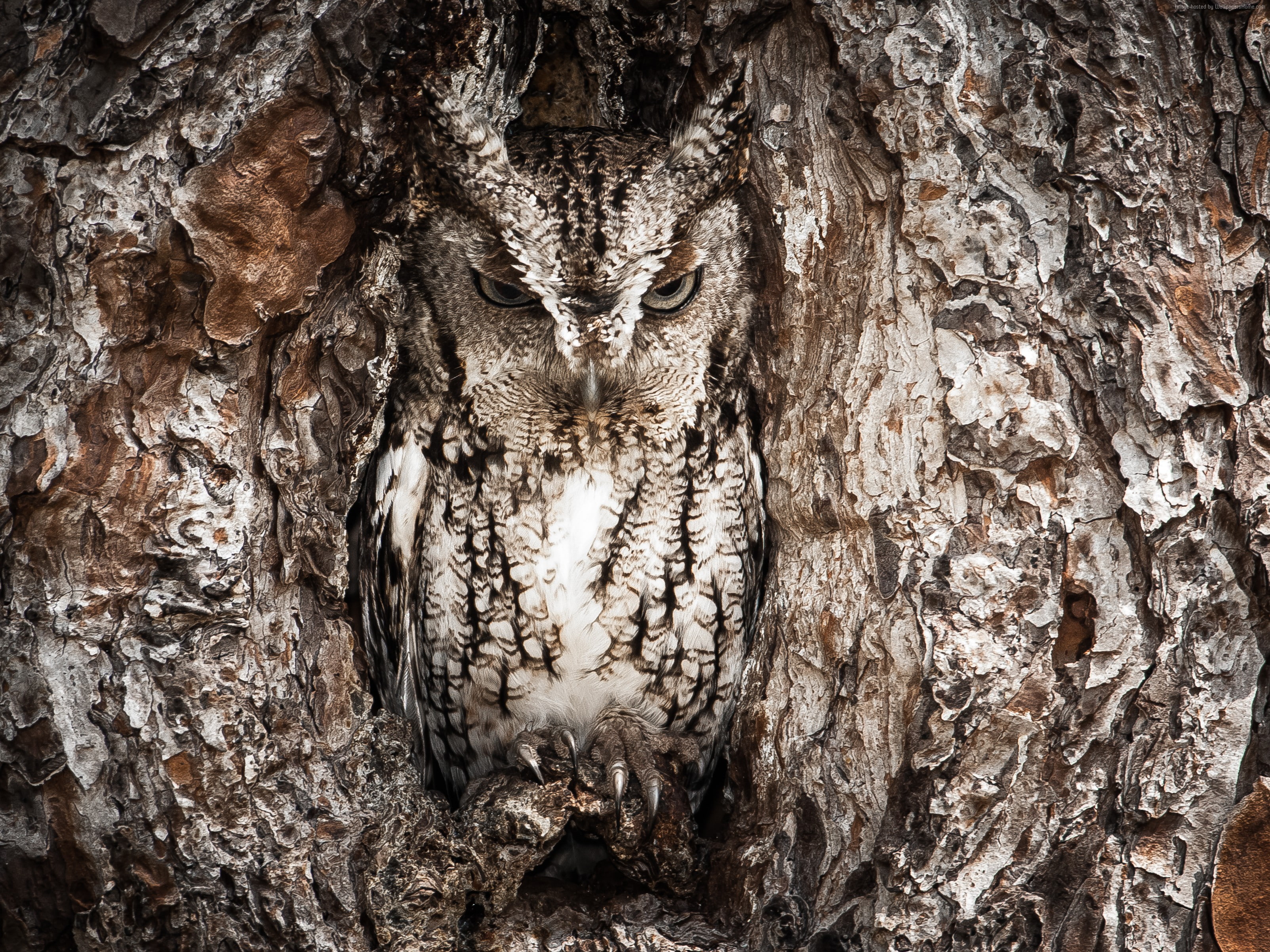 Owl, Tree, Hidden, National Geographic, 4k, 2K, Funny, Masking, HD Wallpaper