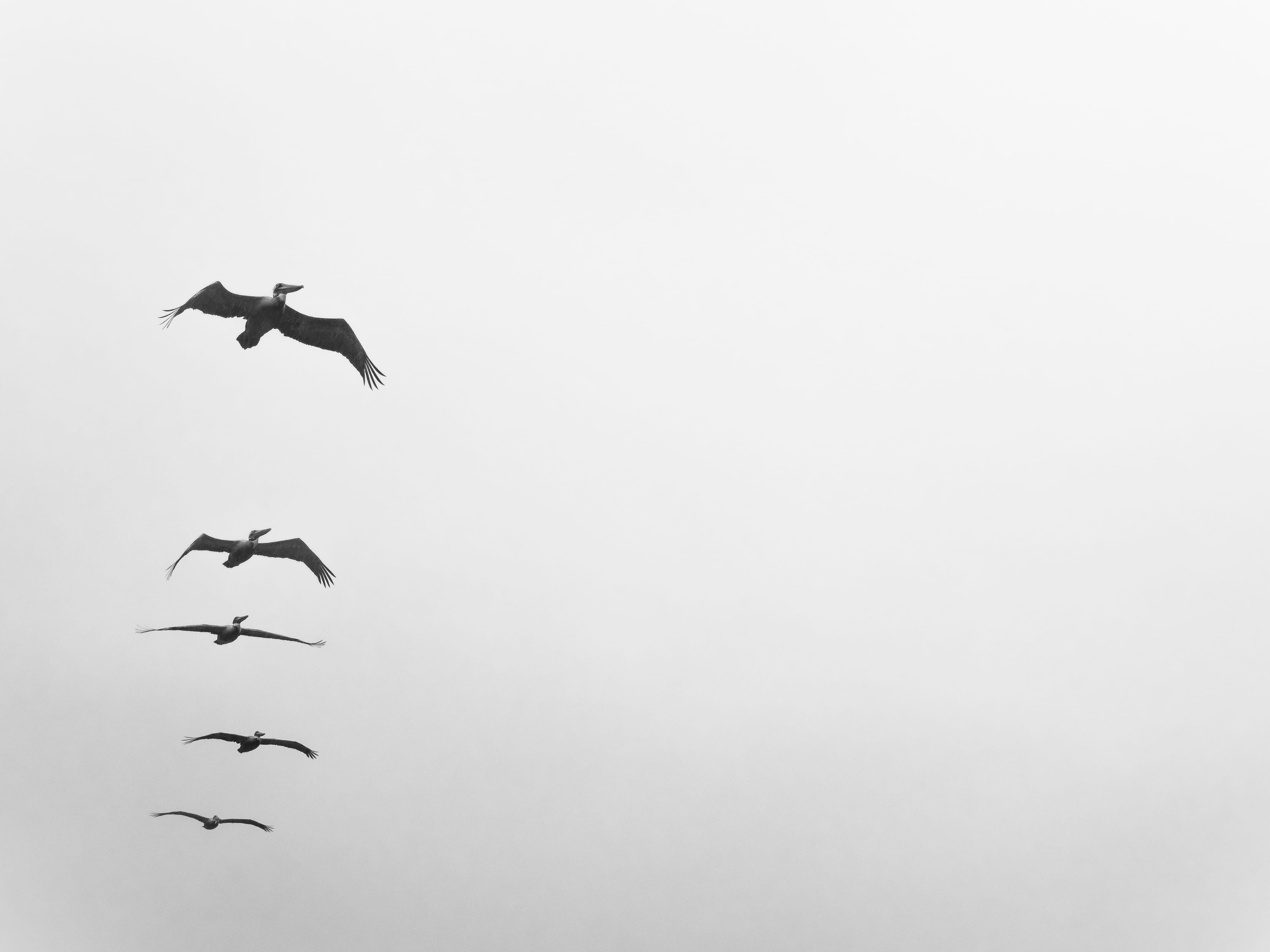 pelikan, bird, repetition, airplane, pelican, minimal, sky, wing, flock Of Birds, nature, bird life, ocean, beak, air, blue, birds, outdoors, flight, photo, HD Wallpaper