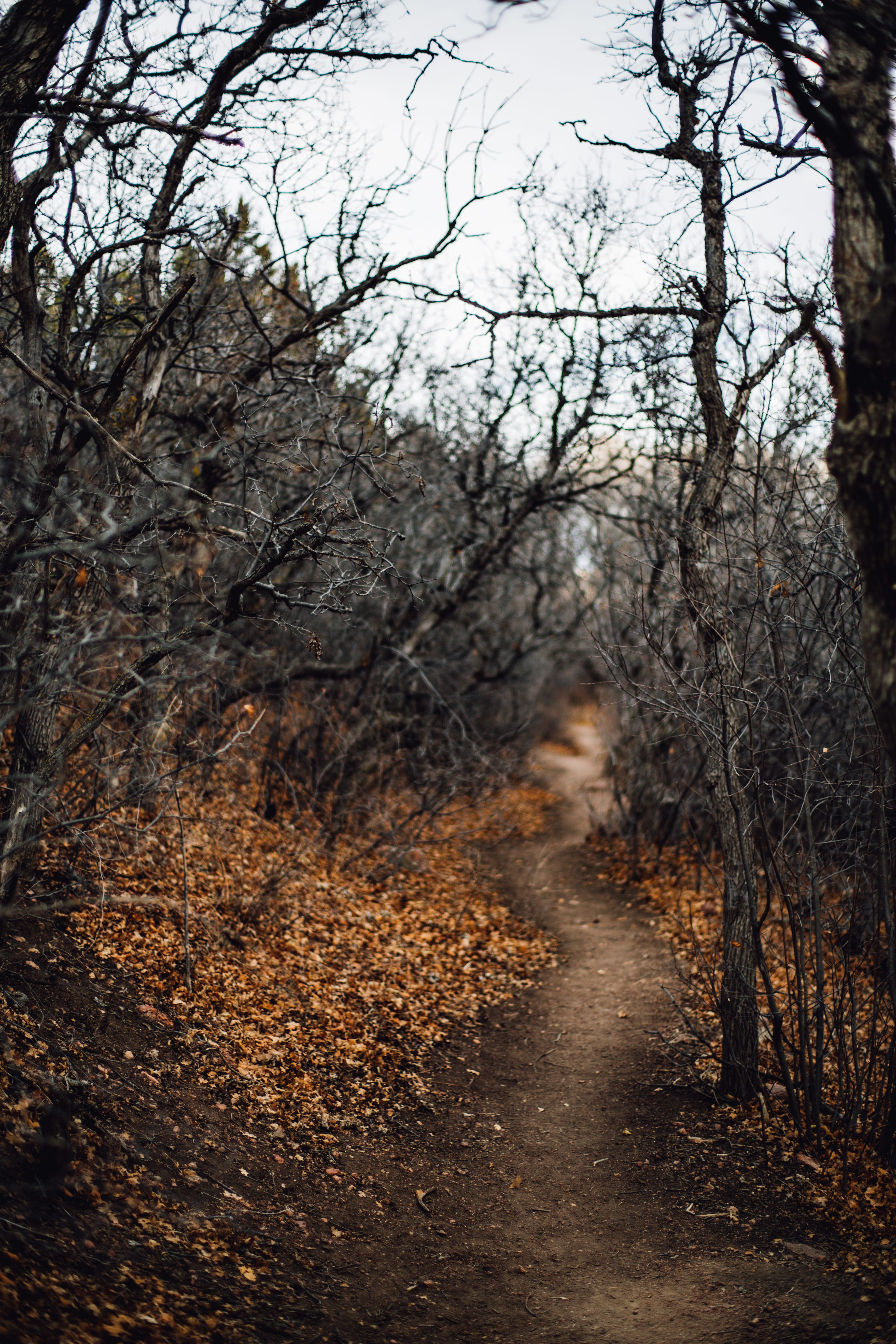 road, forest, footpath, leaf, ranch, leaves, direction, the way forward, bare tree, perspective, black, leafless, day, dead, disappear, 5K, dirt road, Phone HD Wallpaper