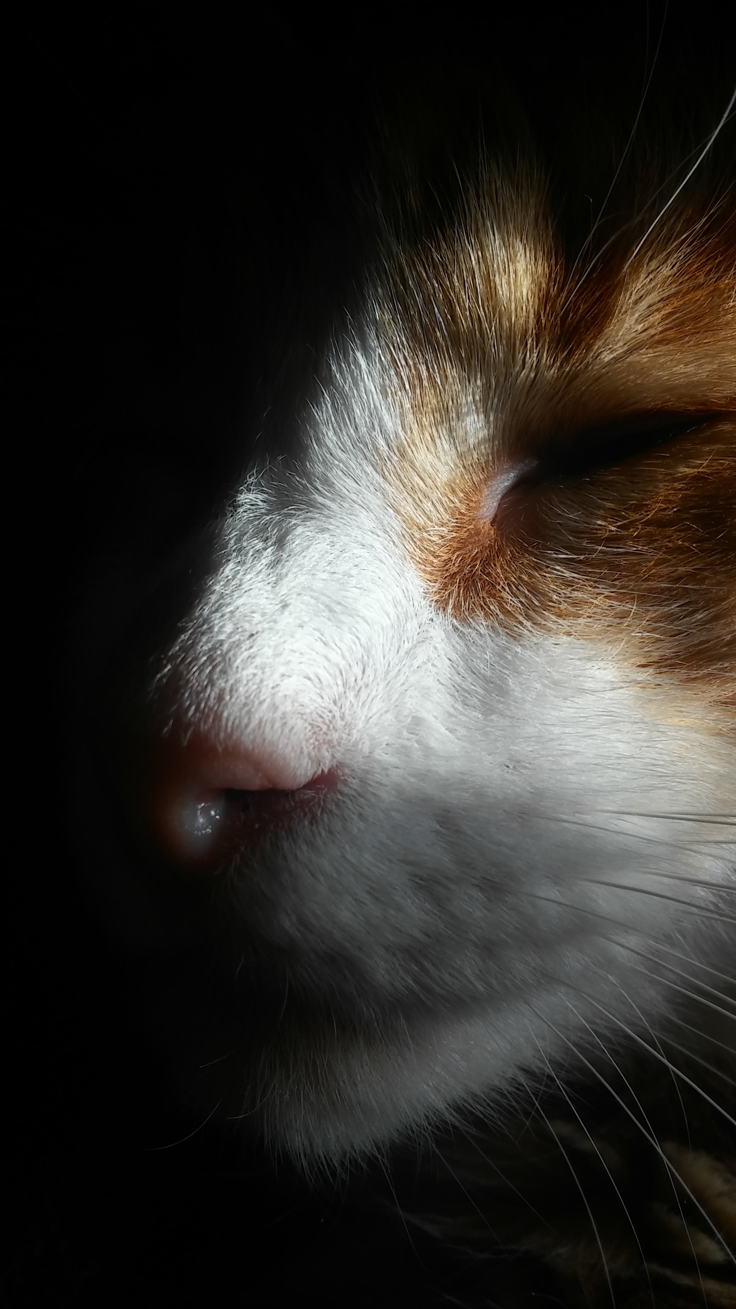 one animal, vertebrate, canine, whisker, snout, cat, domestic cat, black background, shadows, animal head, cat face, pets, animal hair, strange lighting, Phone HD Wallpaper