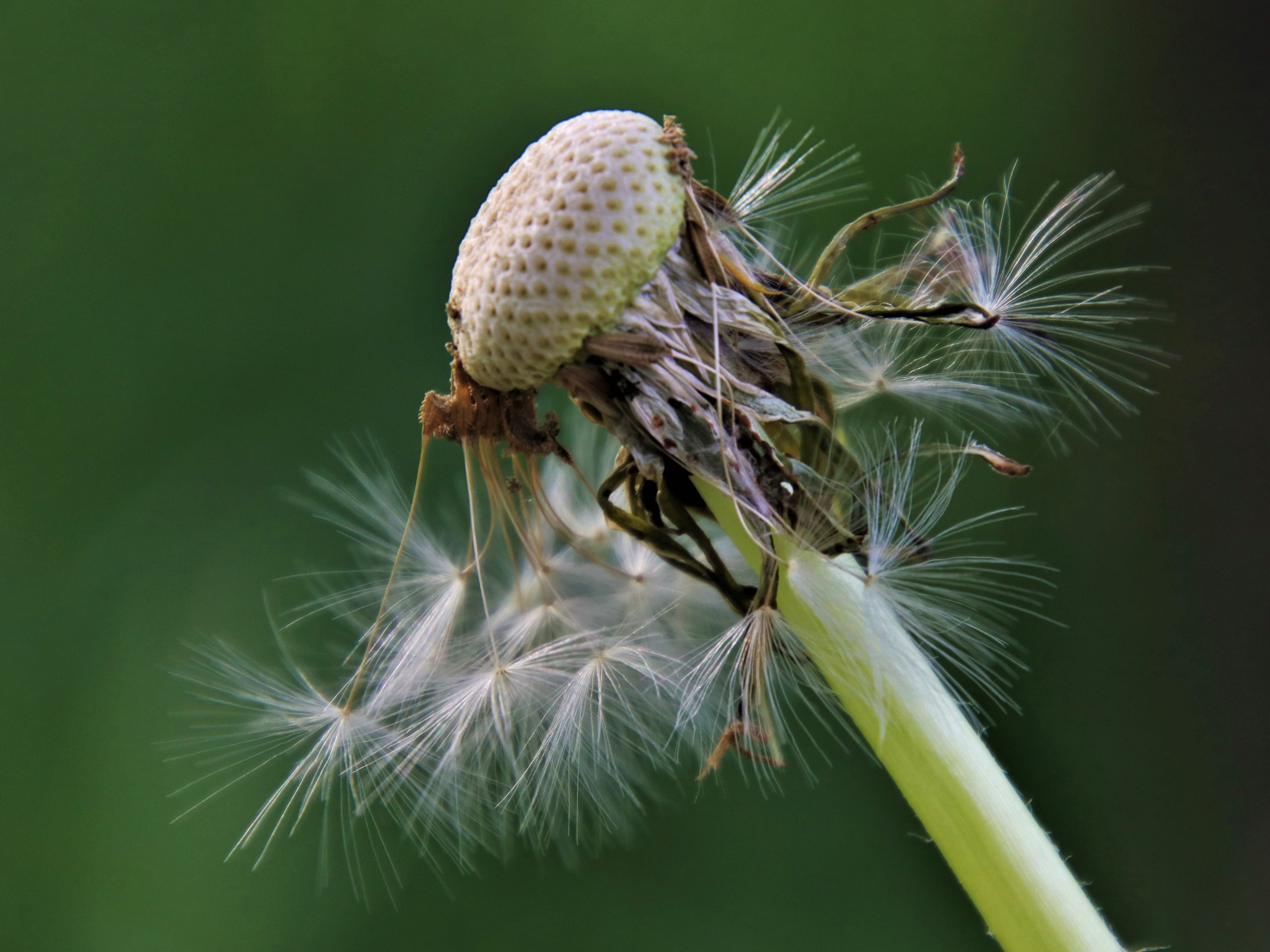 disappeared, seeds, outdoors, rozwineły with, down, dandelion, www, vulnerability, focus on foreground, close-up, flower, dandelion seed, fluffy, green, HD Wallpaper