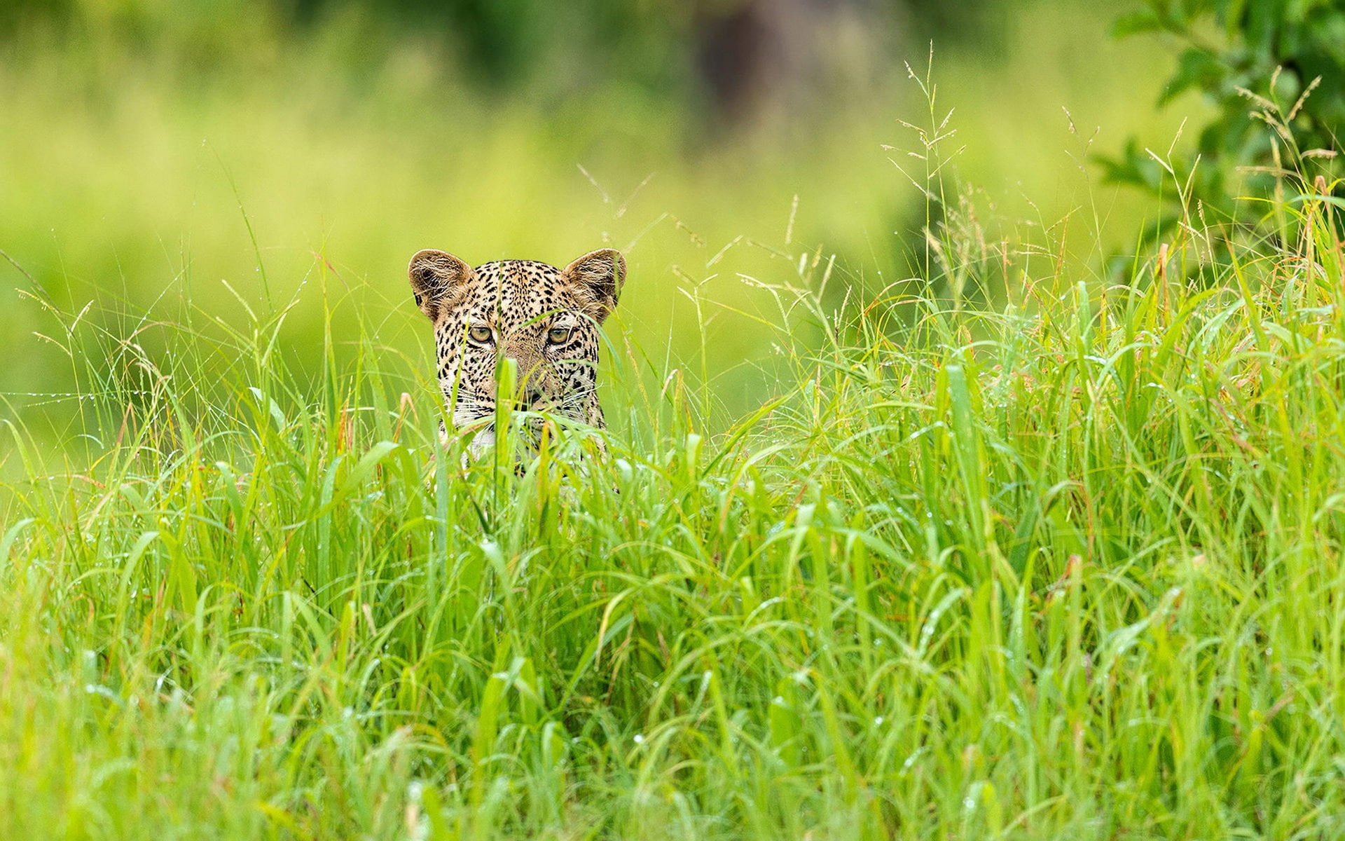 Season, 1080P, Hidden, Green, Leopard, Grass, Africa, HD Wallpaper