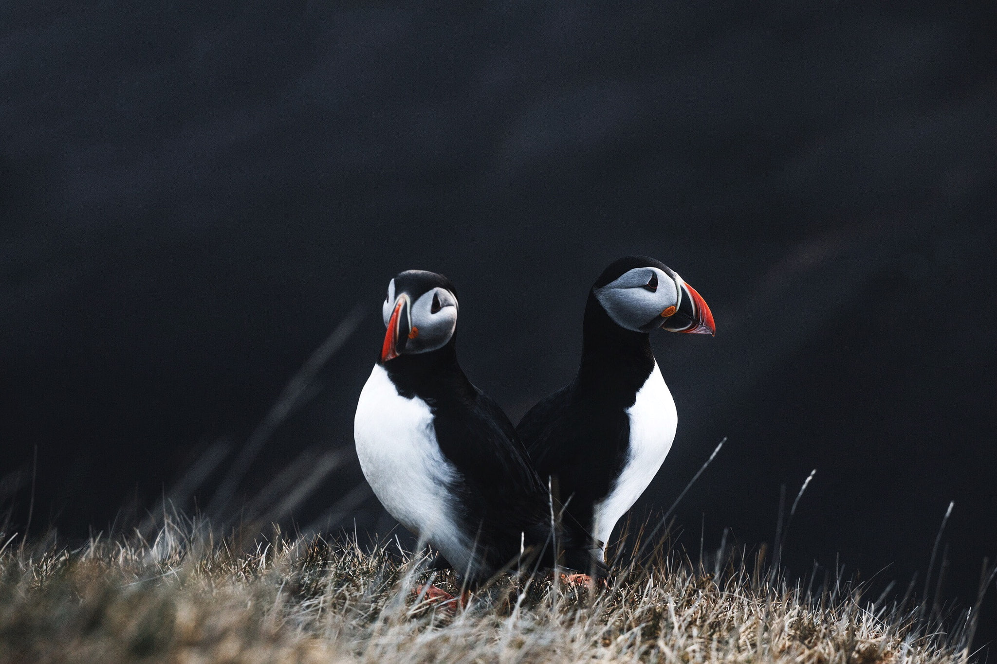 no people, animal, vertebrate, animal themes, close-up, zoology, animal family, day, animals in the wild, land, field, animal wildlife, nature, grass, two animals, HD Wallpaper