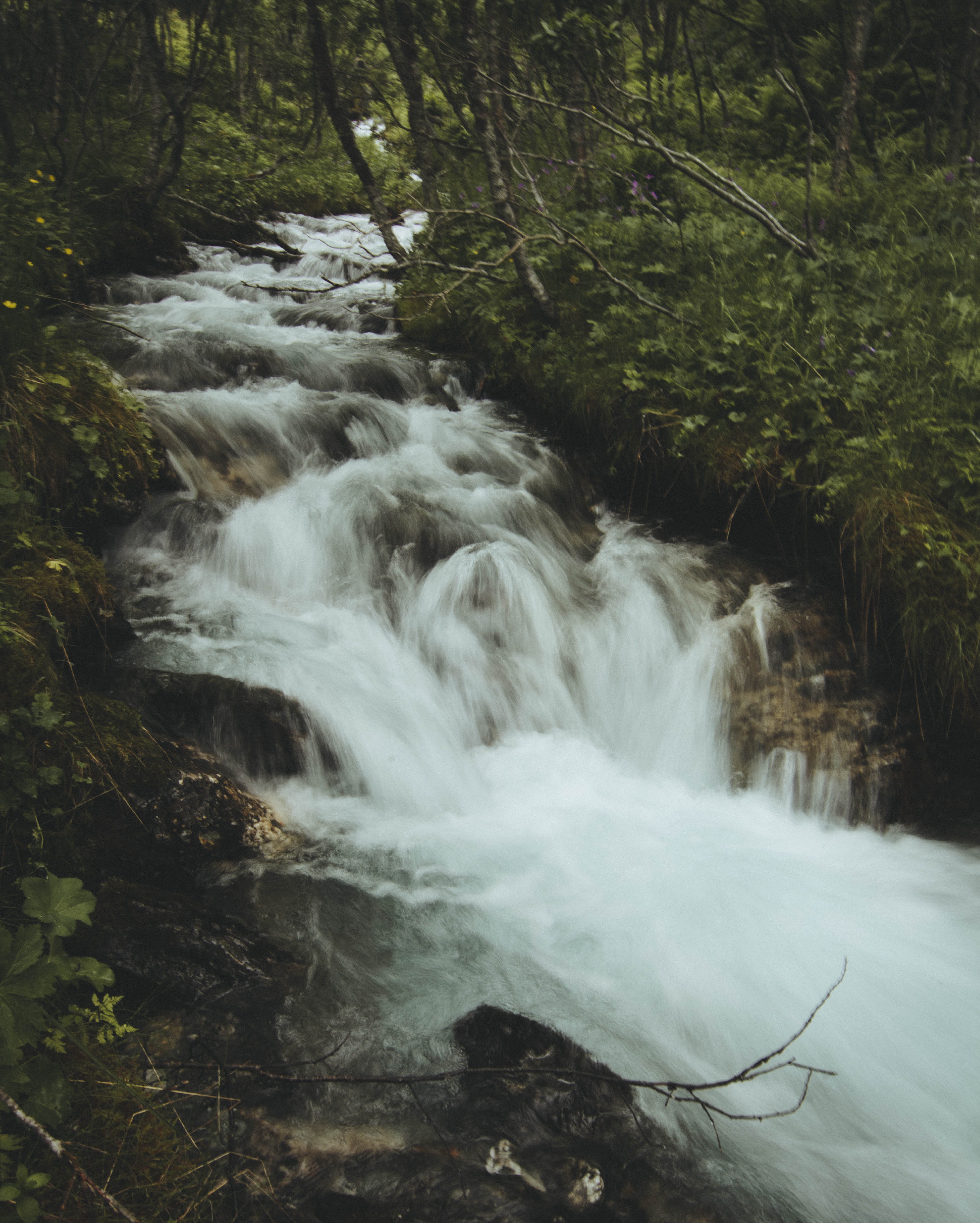 water, rock, environment, flowing water, woods, nature, rocks, no people, flowing, motion, trees, Mossy rocks, vegetation, waterfall, tree, wet, 4K, beauty in nature, Phone HD Wallpaper