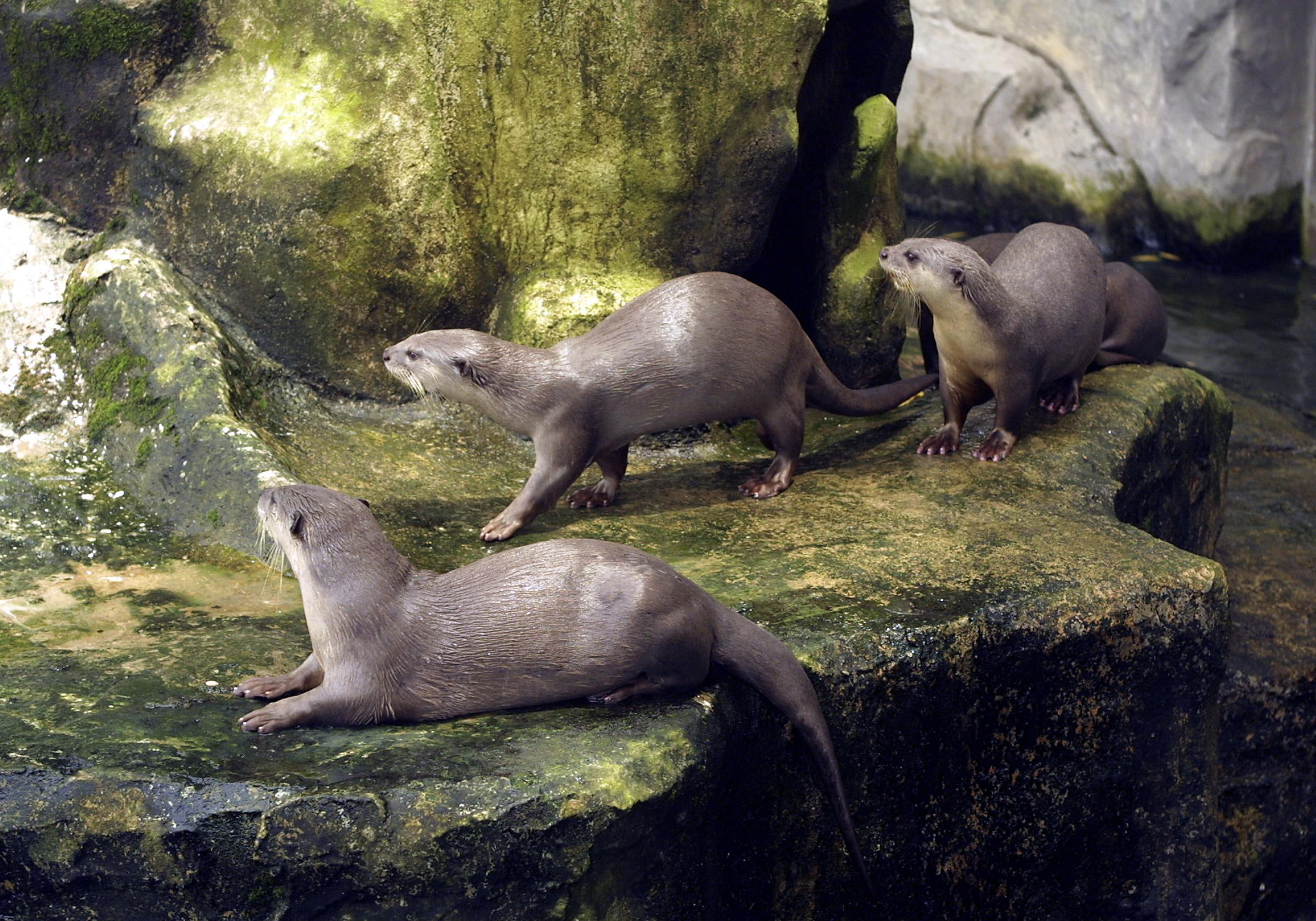 1080P, rocks, hd, mossy, 3 otters, little, art, otters, animals, mossy rocks, river, HD Wallpaper