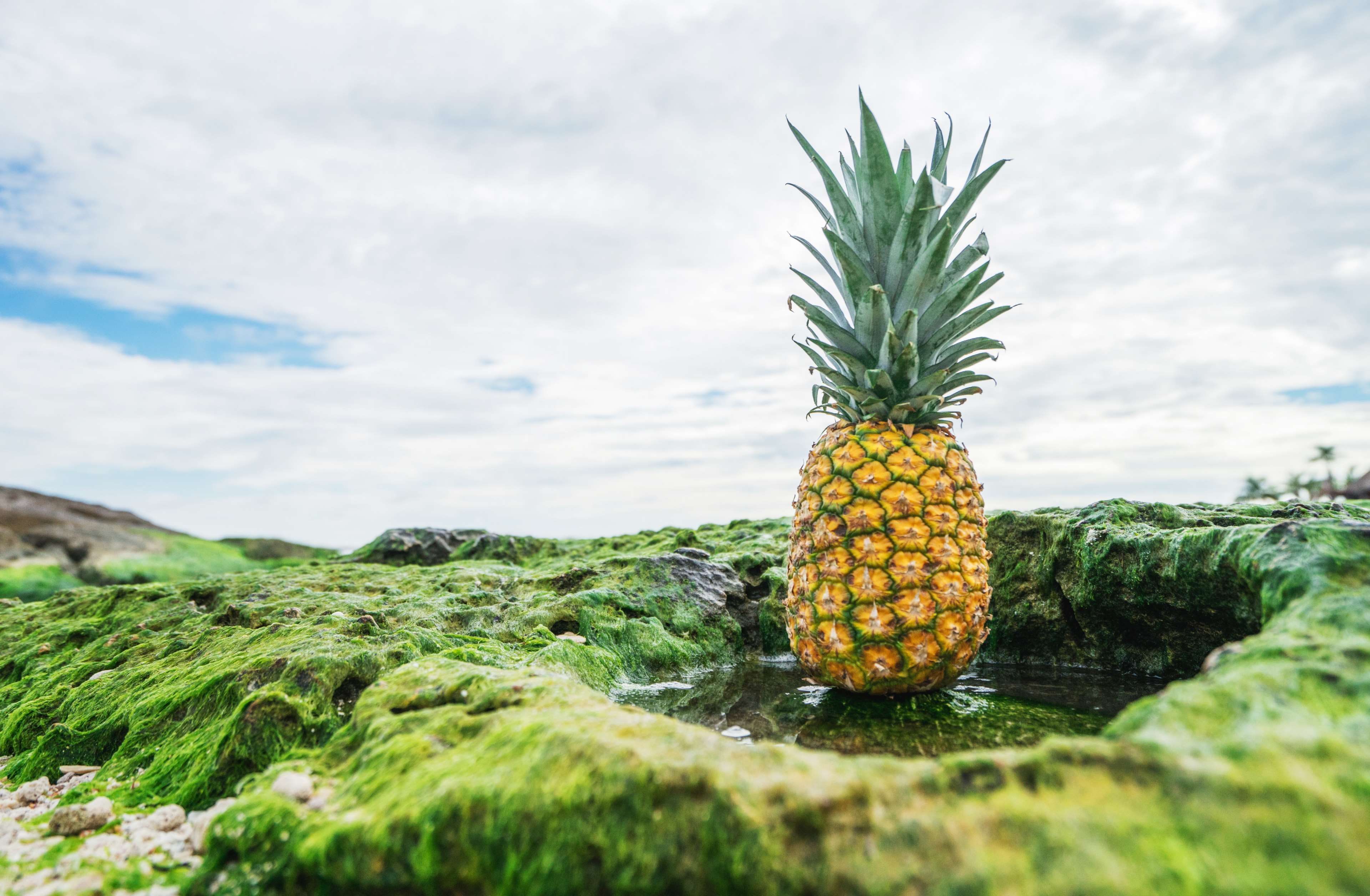 land, sky, moss, day, cloud - sky, water, food and drink, outdoors, 4K, tree, mossy rocks, tropical fruit, freshness, food, wellbeing, healthy eating, HD Wallpaper