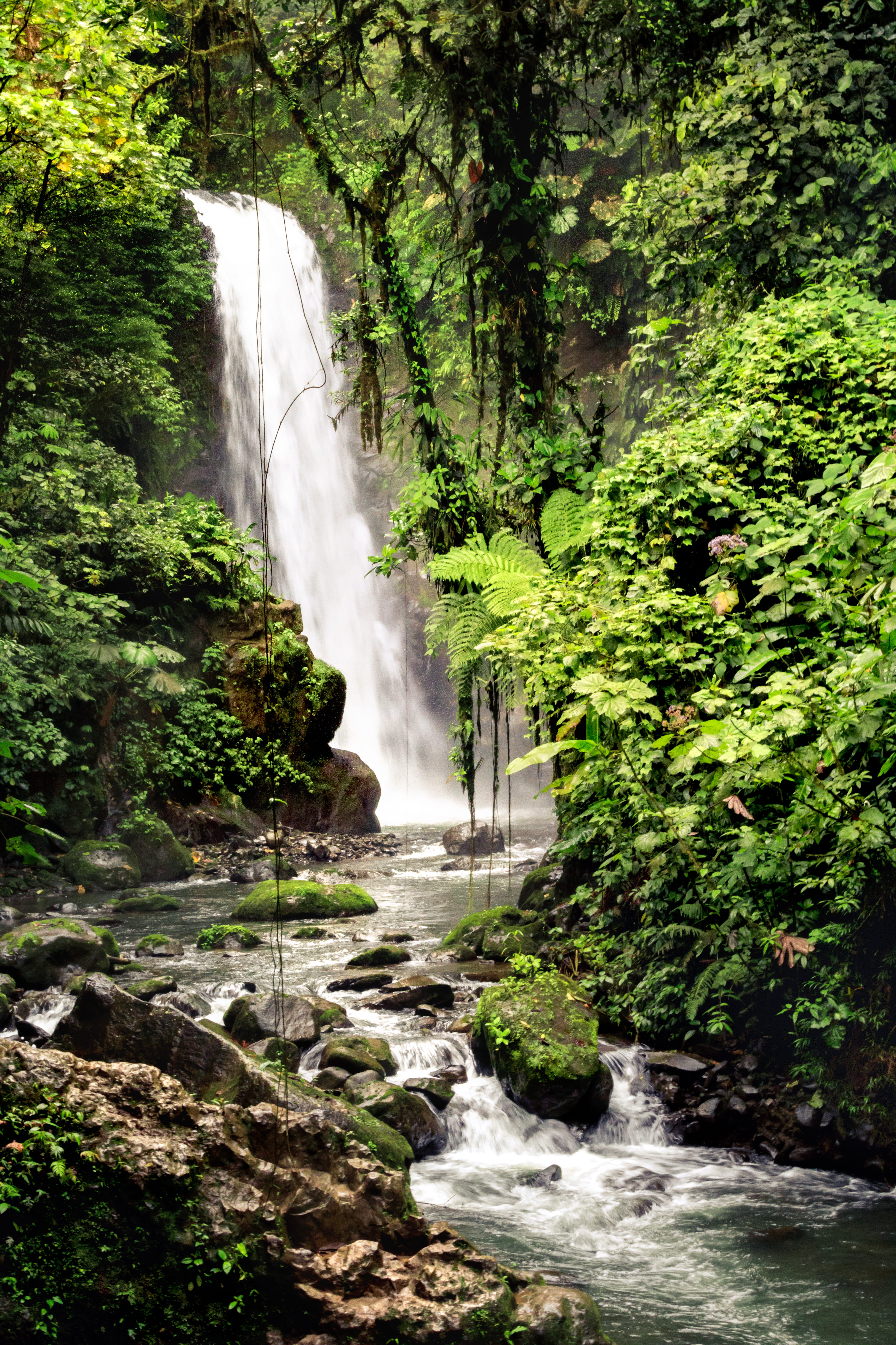 beautiful, rainy, 5K, alturas wildlife sanctuary, nature, trees, tree, landscape, rain forest, land, scenics - nature, plant, moss, portrait, costa rica, Phone HD Wallpaper