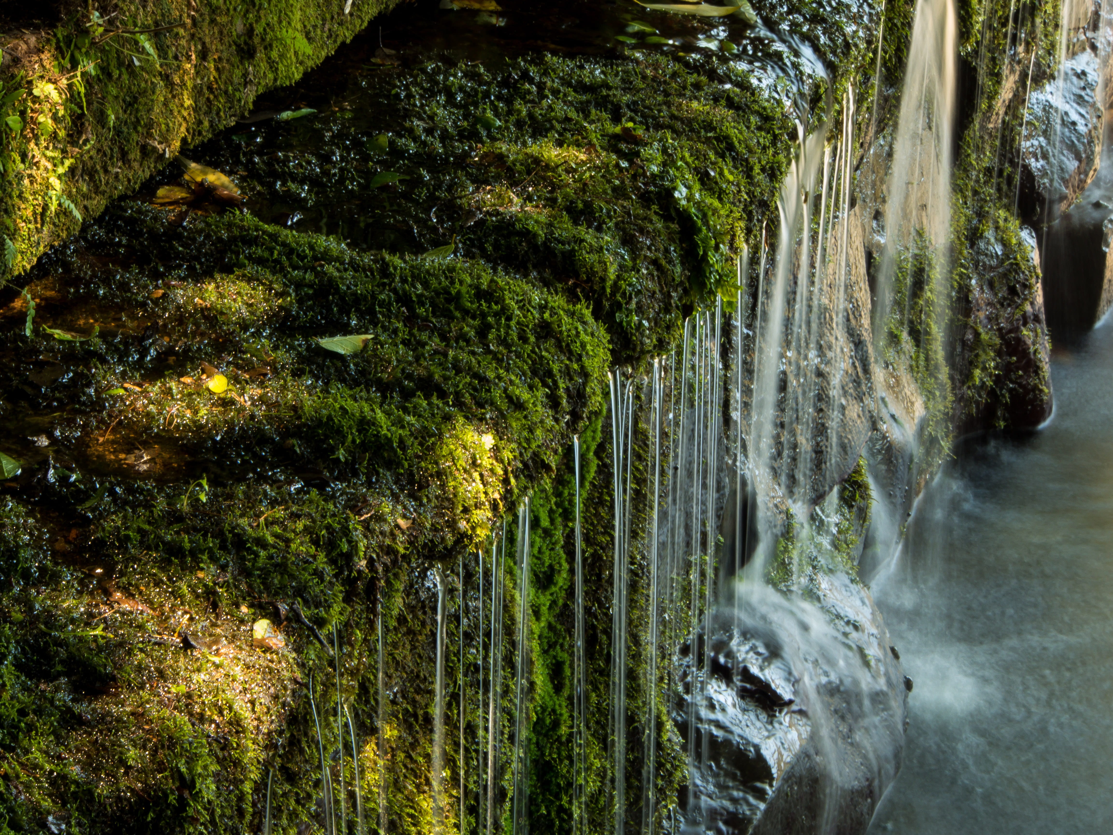 4K, beauty in nature, nature, plant, motion, forest, moss, growth, solid, no people, long exposure, outdoors, japan, falling water, tree, waterfall, rock, HD Wallpaper