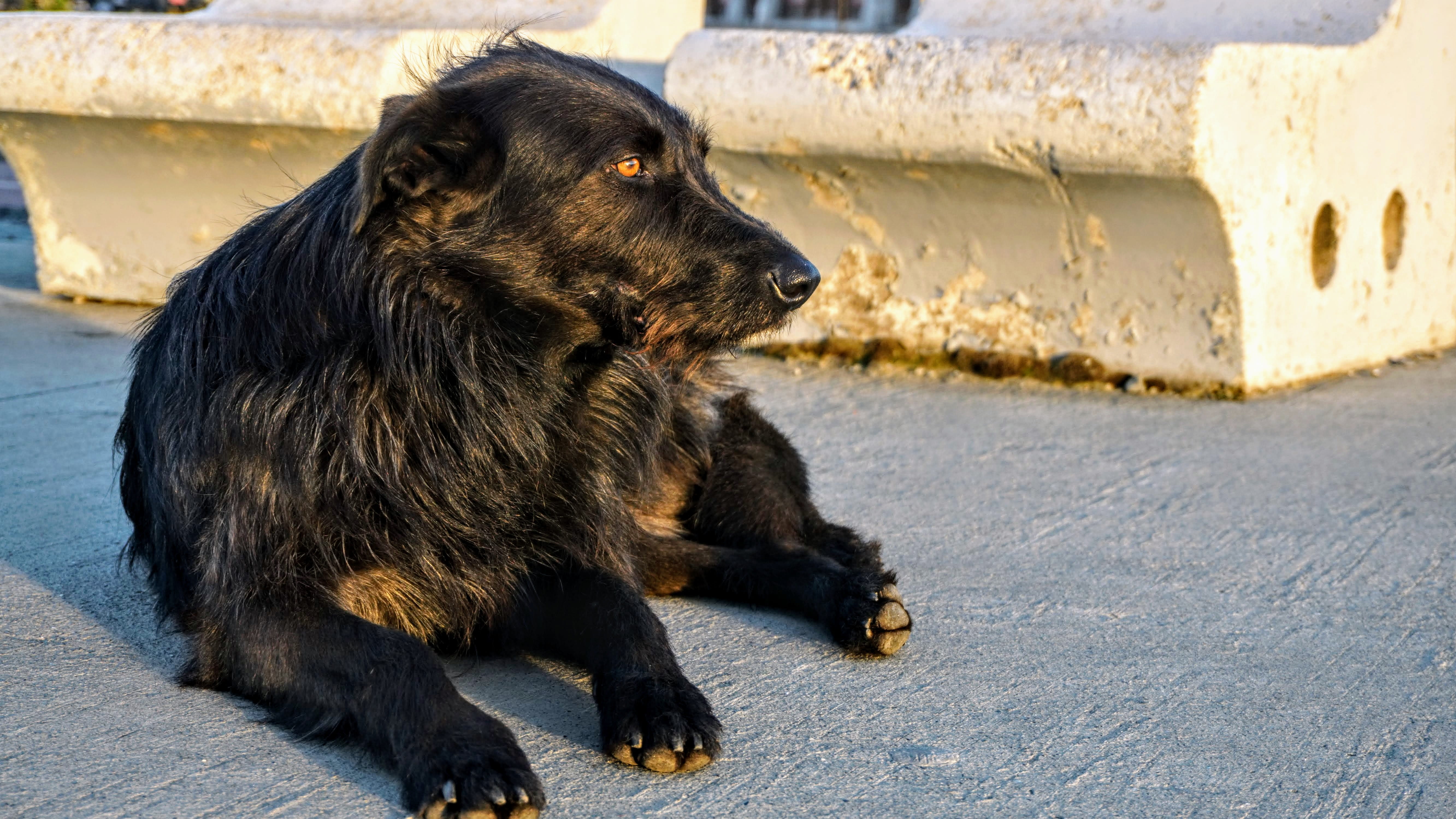 mammal, focus on foreground, relaxation, vertebrate, quiltro, day, domestic, no people, water, punta arenas, animal themes, animal, dog, 5K, looking away, HD Wallpaper