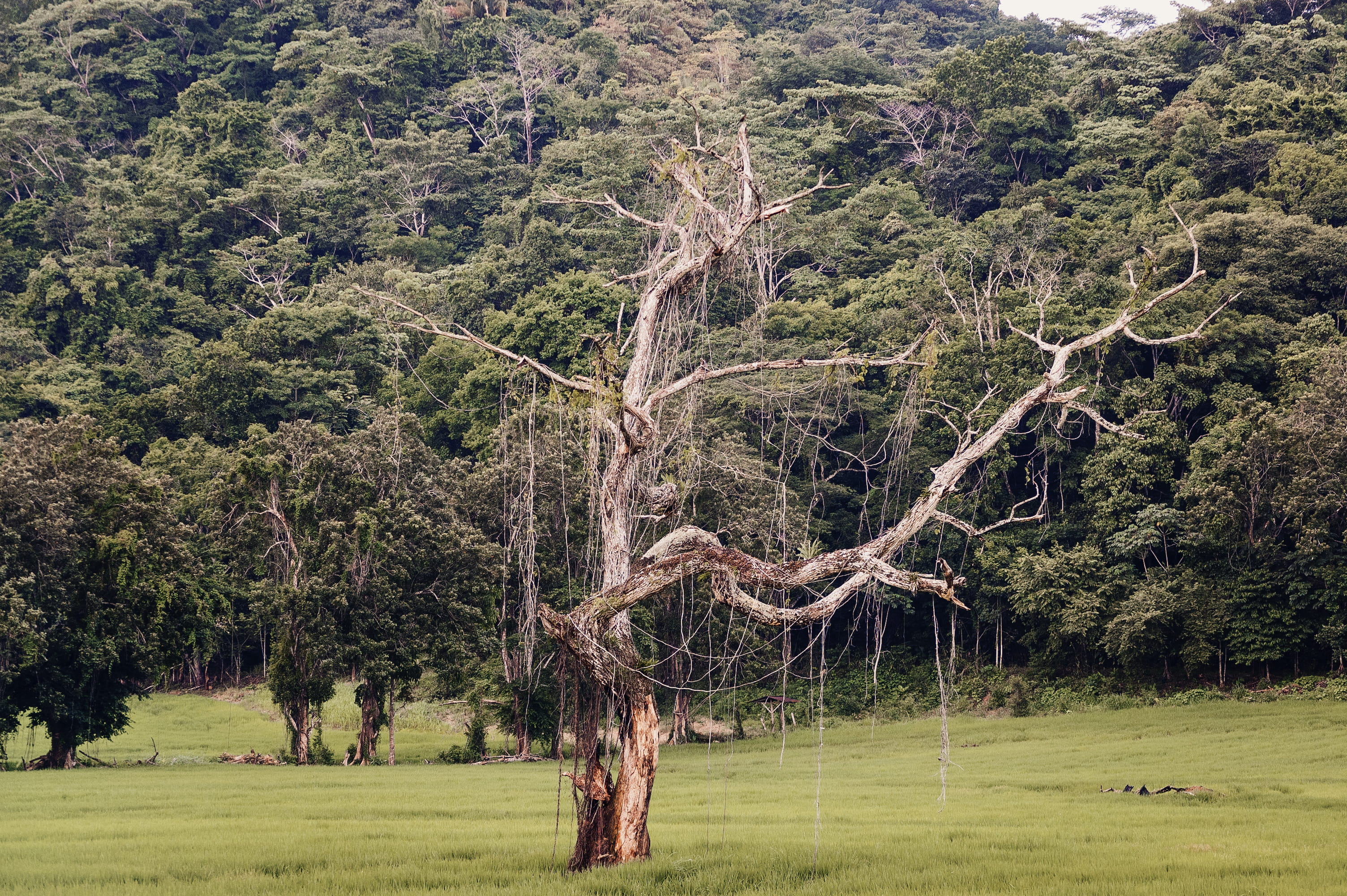 grass, costa rica, tropical forrest, land, tree, environment, tranquility, field, landscape, tranquil scene, non-urban scene, growth, 2K, trees, no people, HD Wallpaper