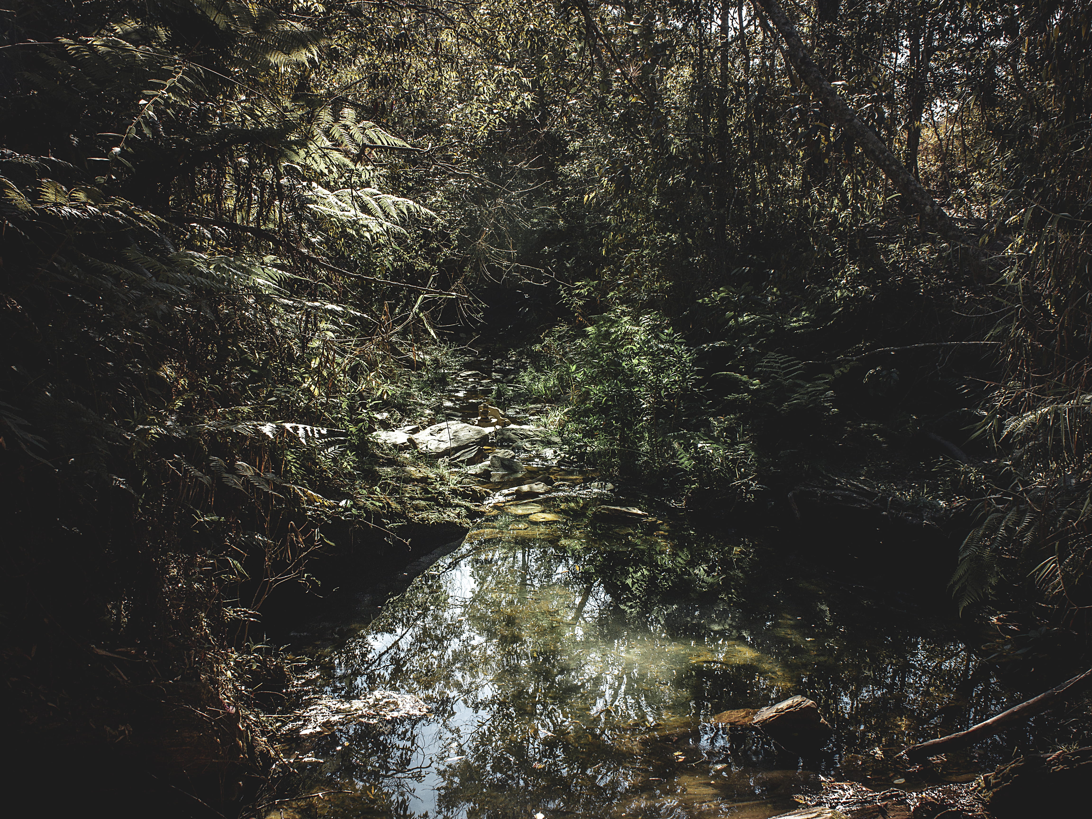 growth, day, non-urban scene, tree, cachoeira sobradinho, plant, brazil, nature, grass, green, surrounded, flora, tranquility, beauty in nature, body, flowing water, HD Wallpaper
