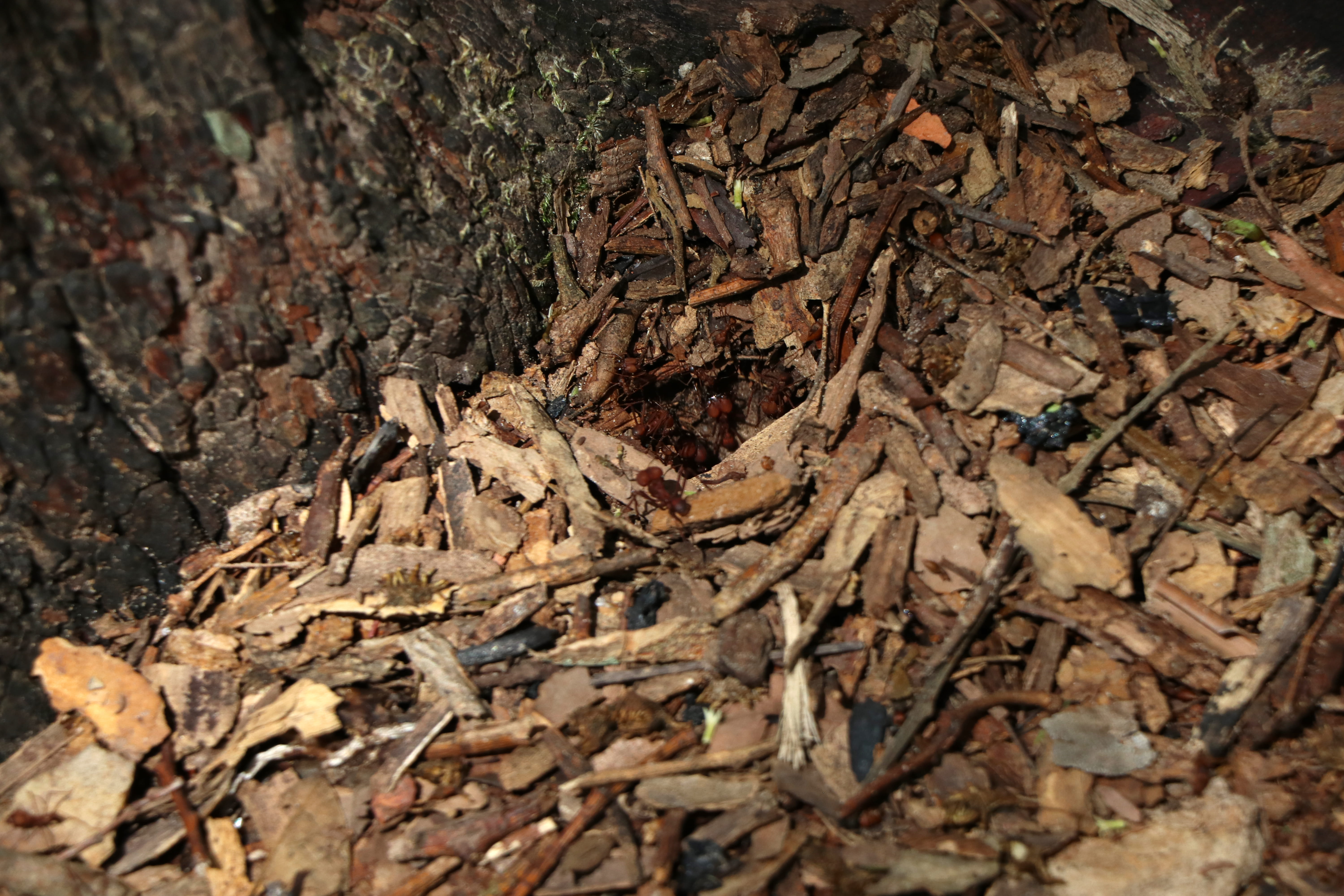 wood - material, land, messy, forest, change, plant part, textured, brown, leaves, dry, leaf, field, bark, plant, close-up, rough, cachoeira da velha, selective focus, HD Wallpaper