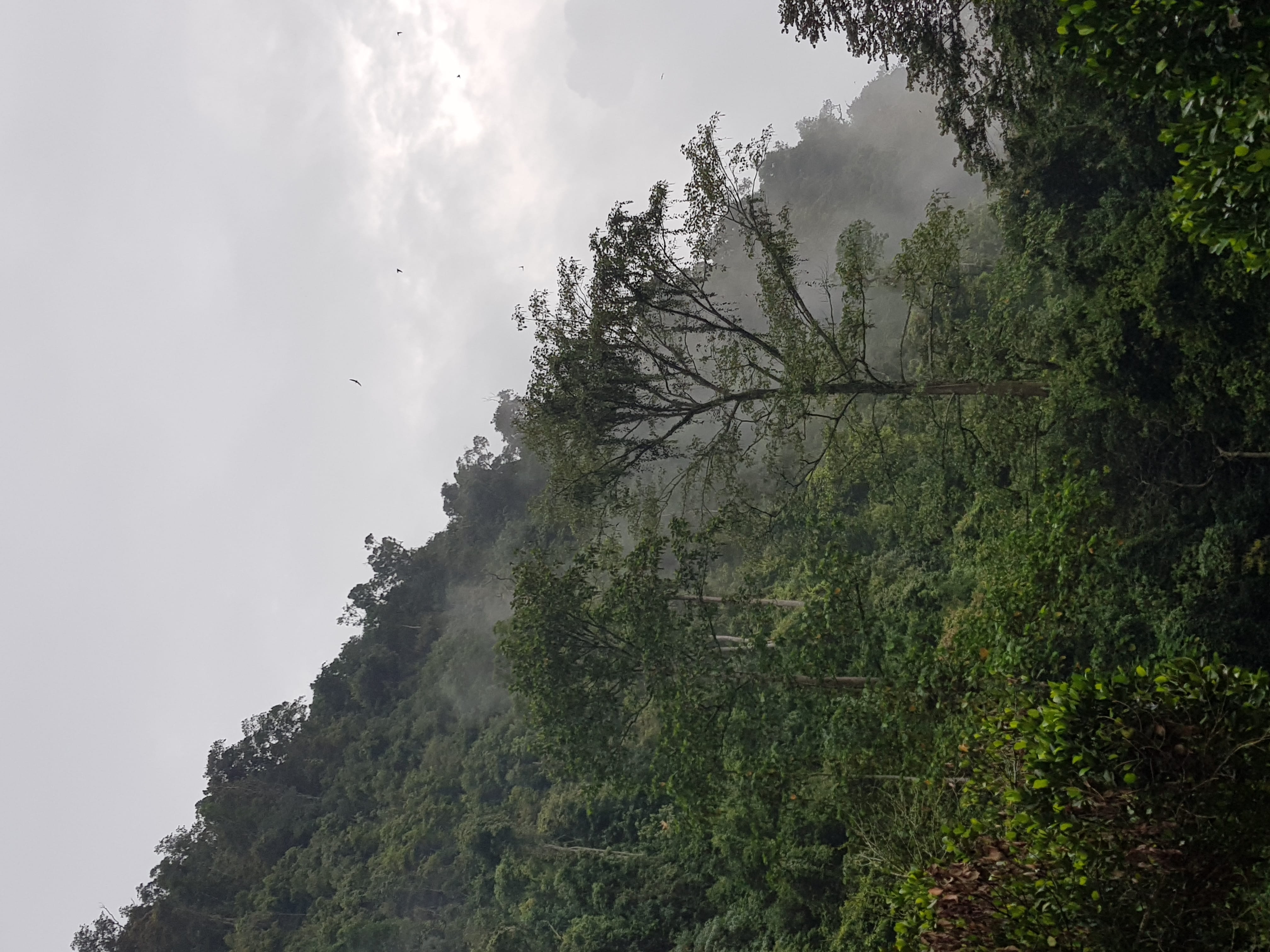 trees, malaysia, beauty in nature, mountain, tranquil scene, cloud, scenics - nature, growth, 4K, jungle, non-urban scene, day, outdoors, land, low angle view, HD Wallpaper