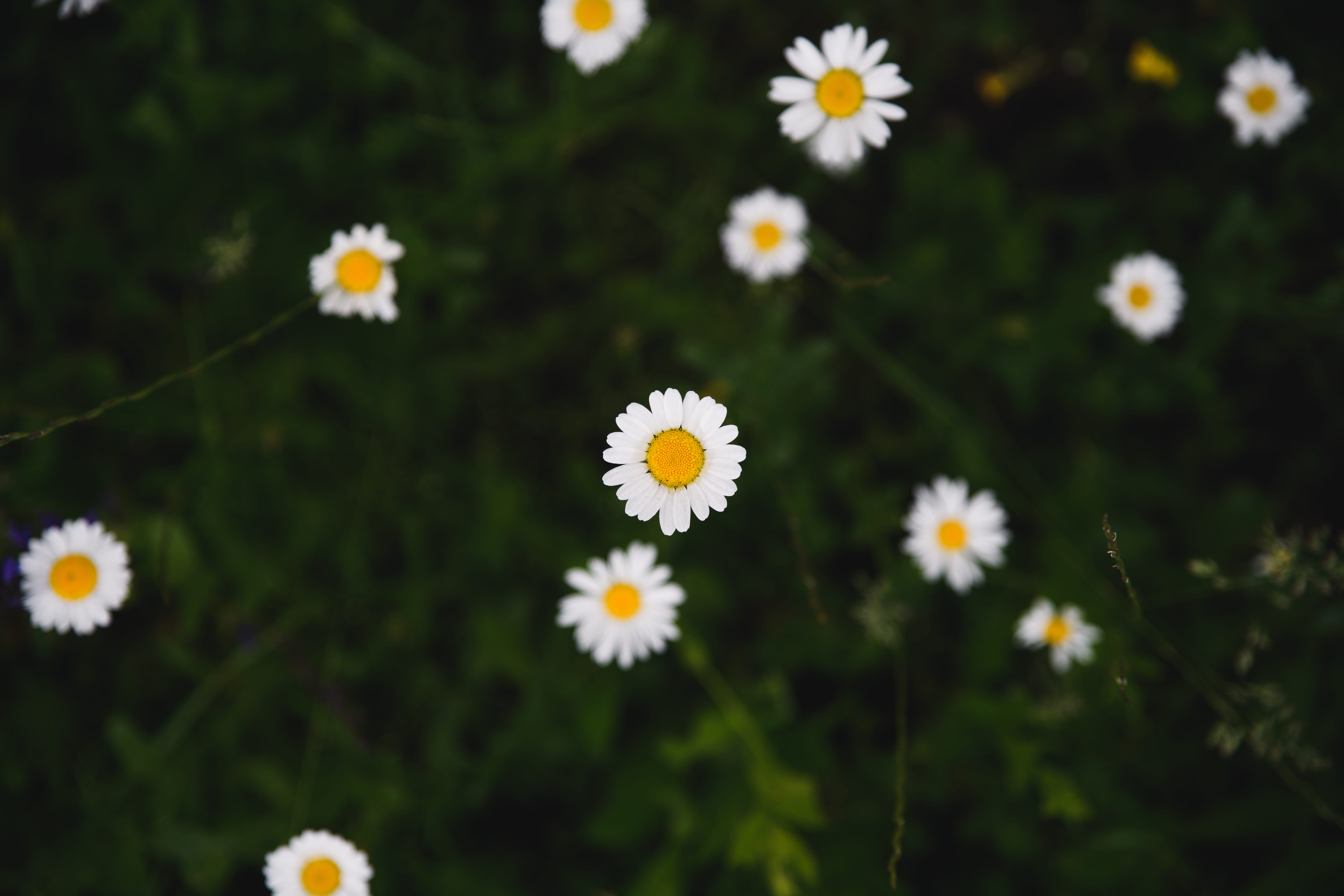 pollen, grass, focus on foreground, flowers, photo, flower, garden, white, 8K, flower head, no people, daisy, daytime, park, nikon, green, vulnerability, HD Wallpaper