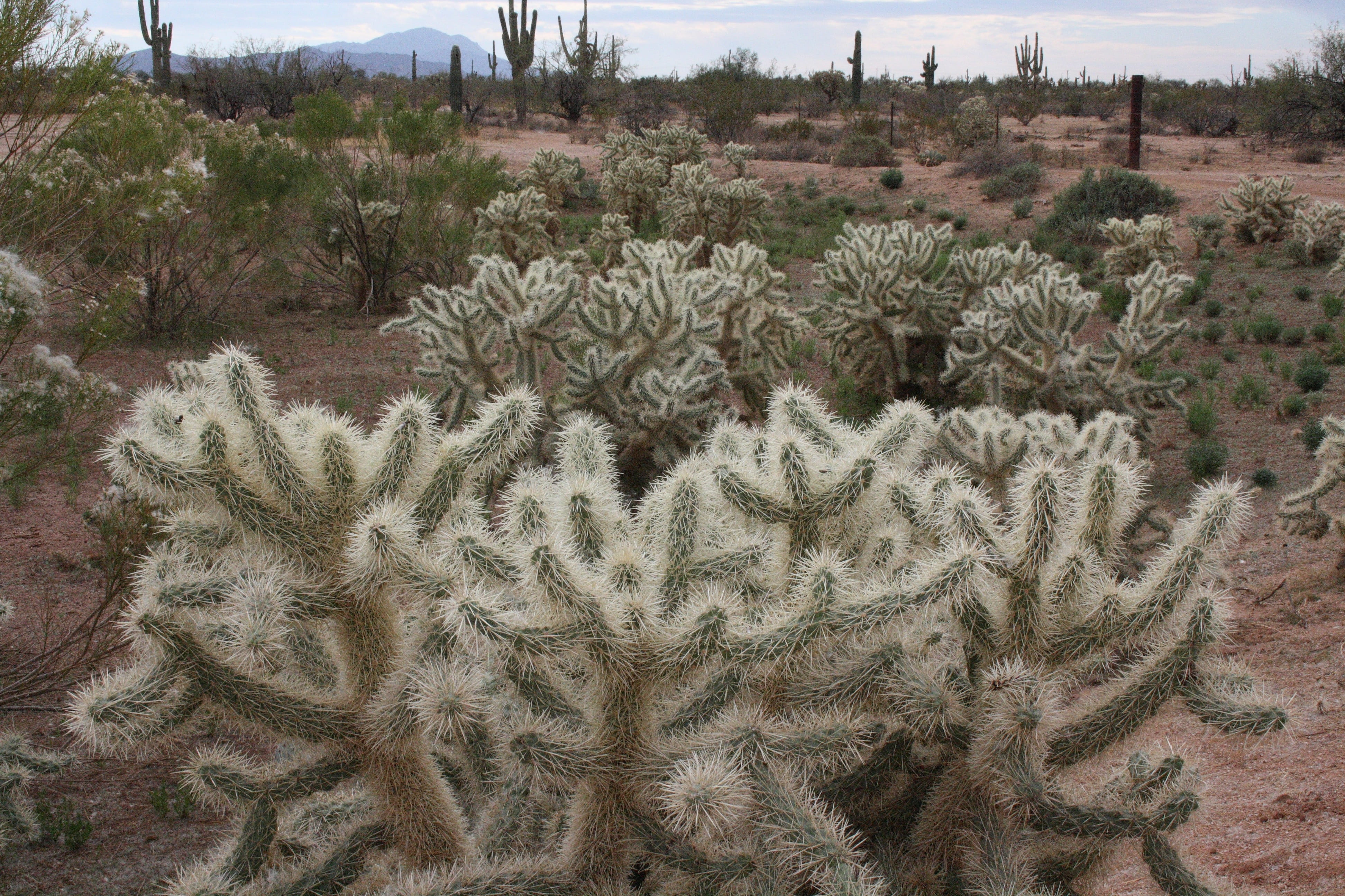 4K, succulent plant, climate, nature, Florence, florence, tree, desert, arid climate, thorn, green color, land, tranquility, ecosystem, arizona, no people, HD Wallpaper